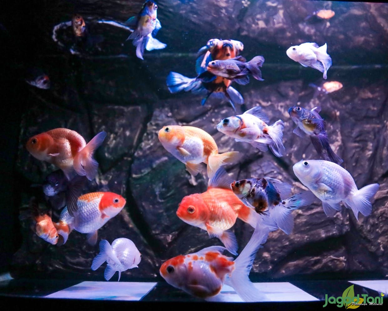 Với lò xo backdrop aquarium, bạn sẽ được đắm mình trong không gian thủy thủ đầy sống động. Chiếc lò xo này sẽ mang đến cho bạn trải nghiệm thú vị và khác biệt trong việc thiết kế hồ cá của bạn.