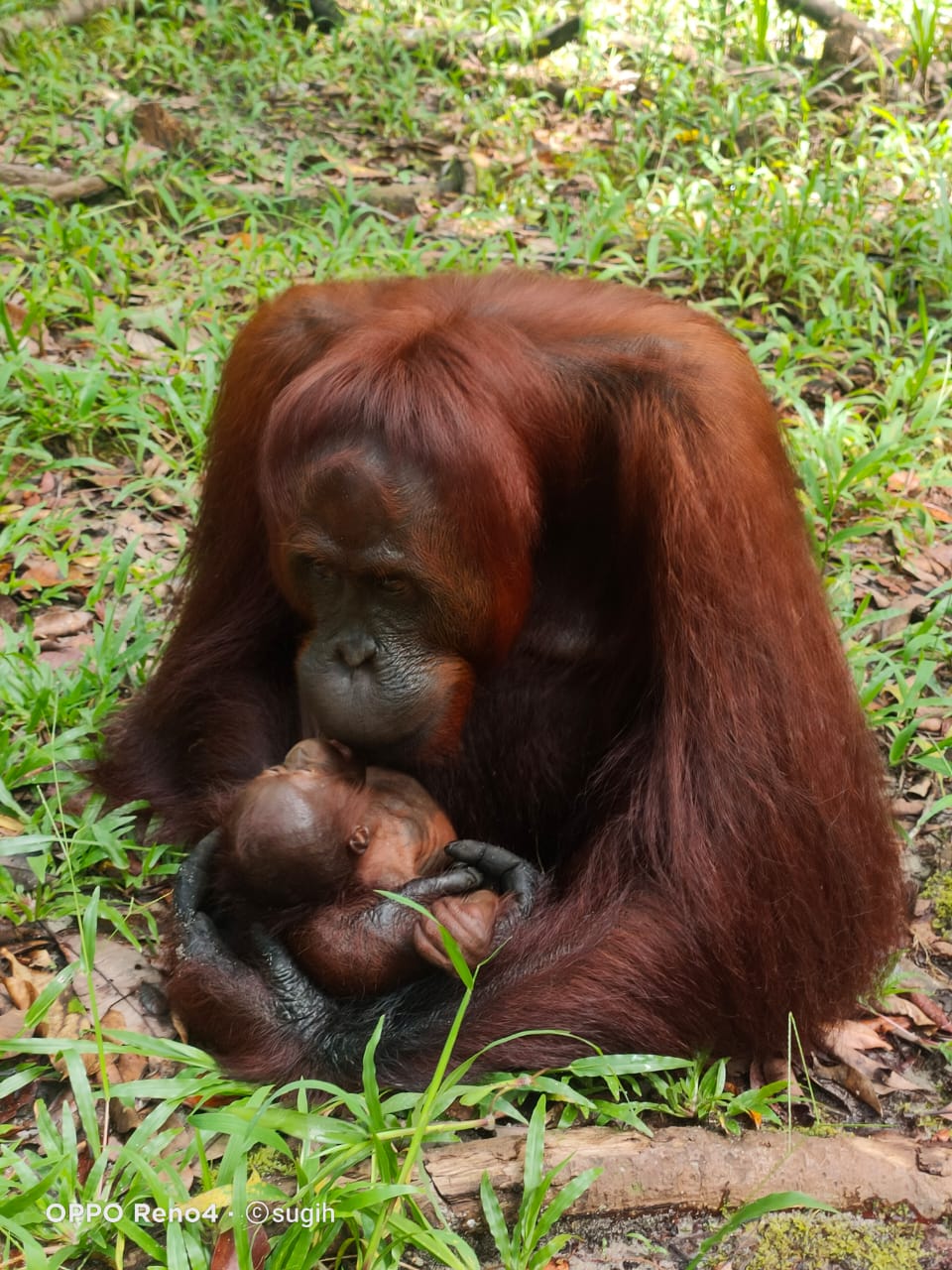 Mely bayi orangutan