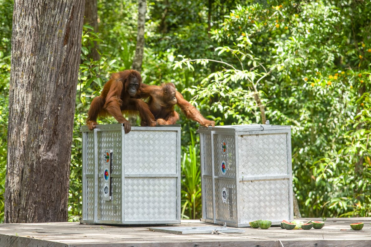 13 Orangutan Dilepasliarkan BKSDA Kalteng