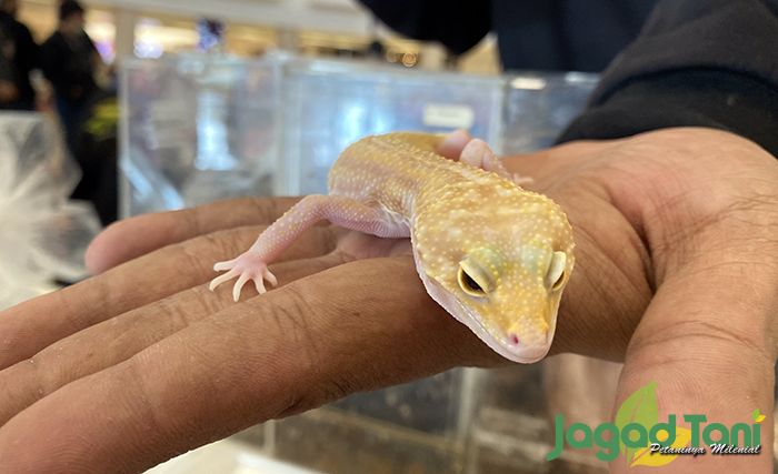 Cara Mudah Membedakan Jenis Kelamin Gecko