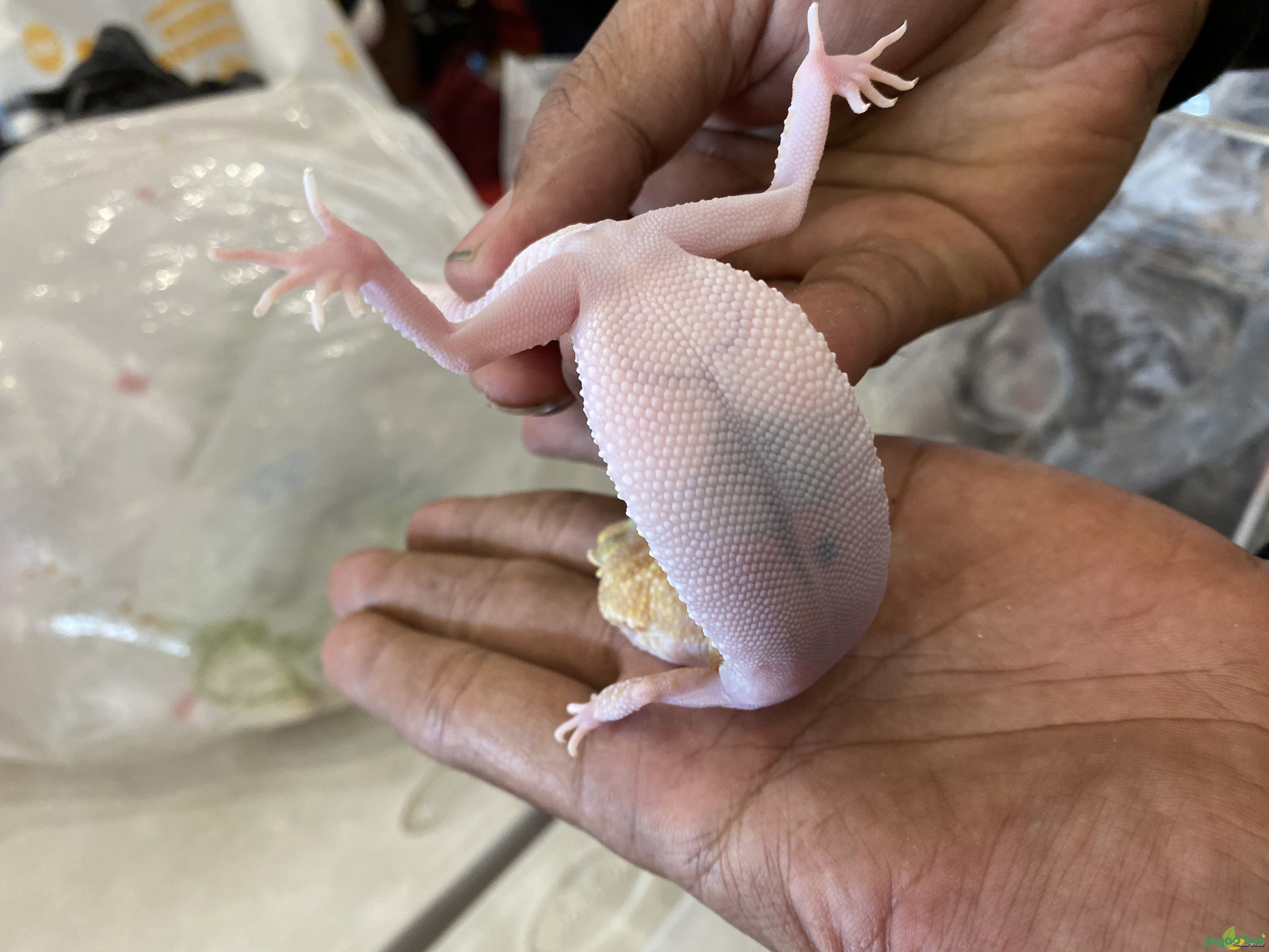 Cara Mudah Membedakan Jenis Kelamin Gecko