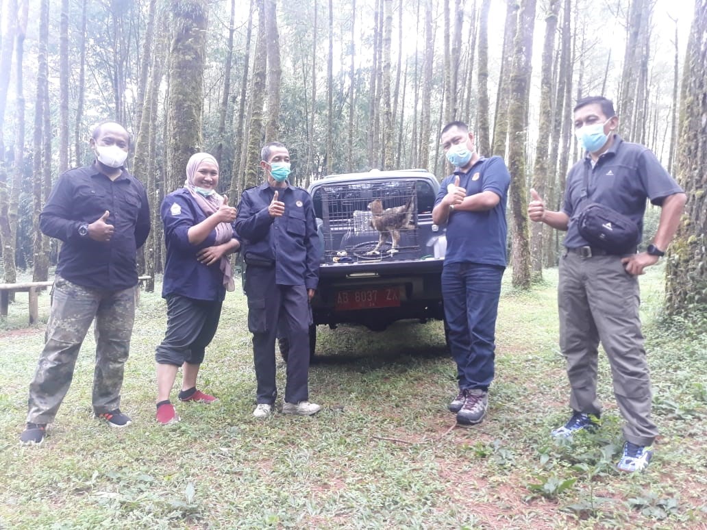 Penyerahan elang jawa ke BKSDA Yogyakarta
