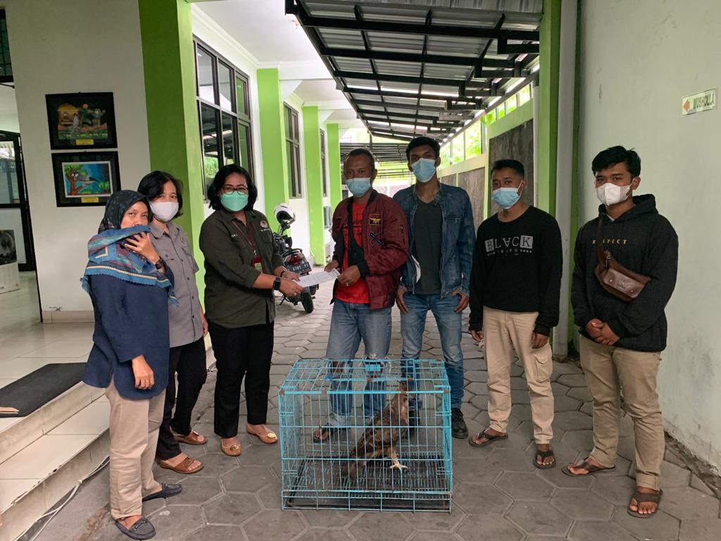 Penyerahan elang jawa ke BKSDA Yogyakarta
