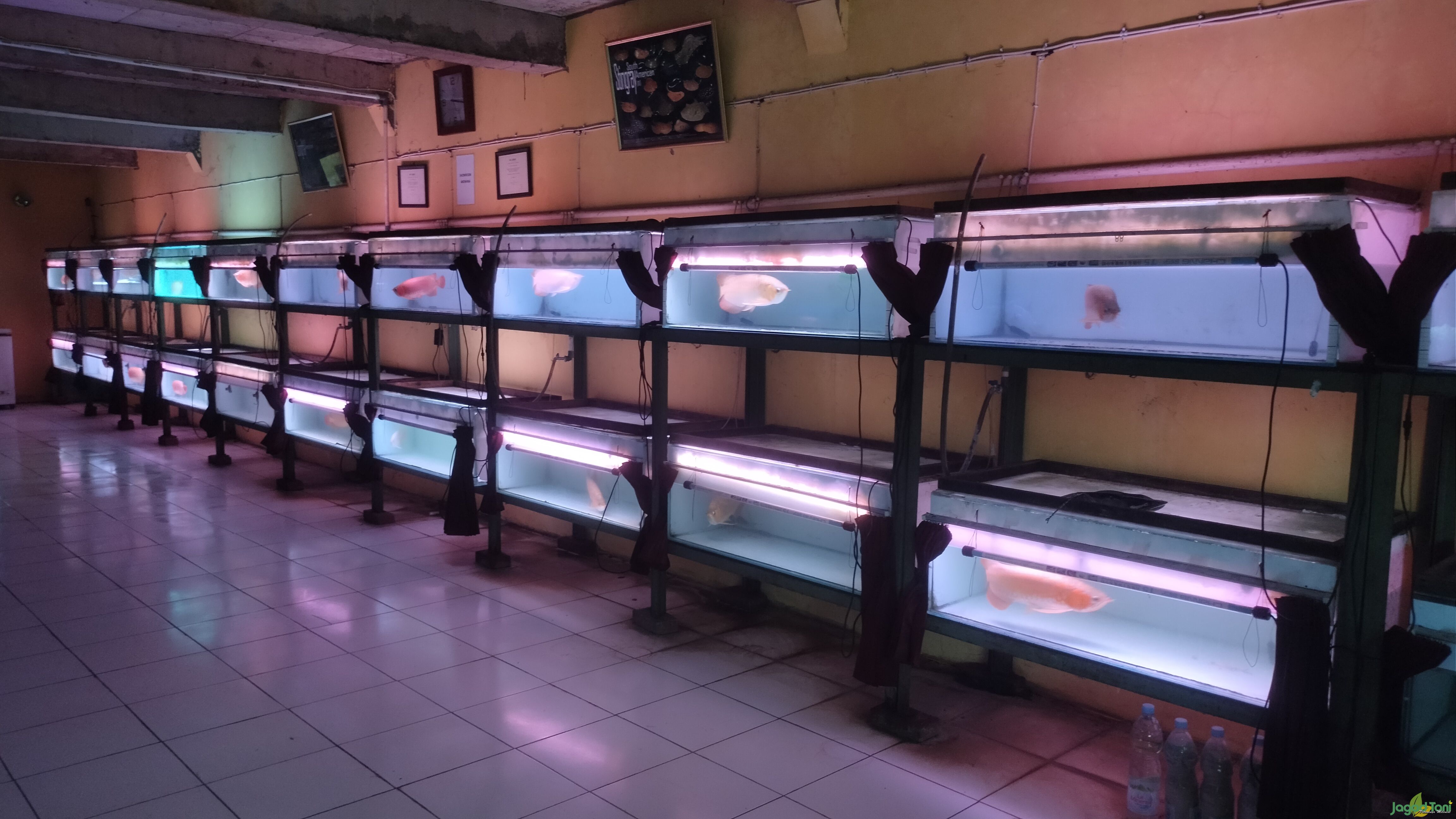 Arwana Citra Ikan Hias Indonesia 