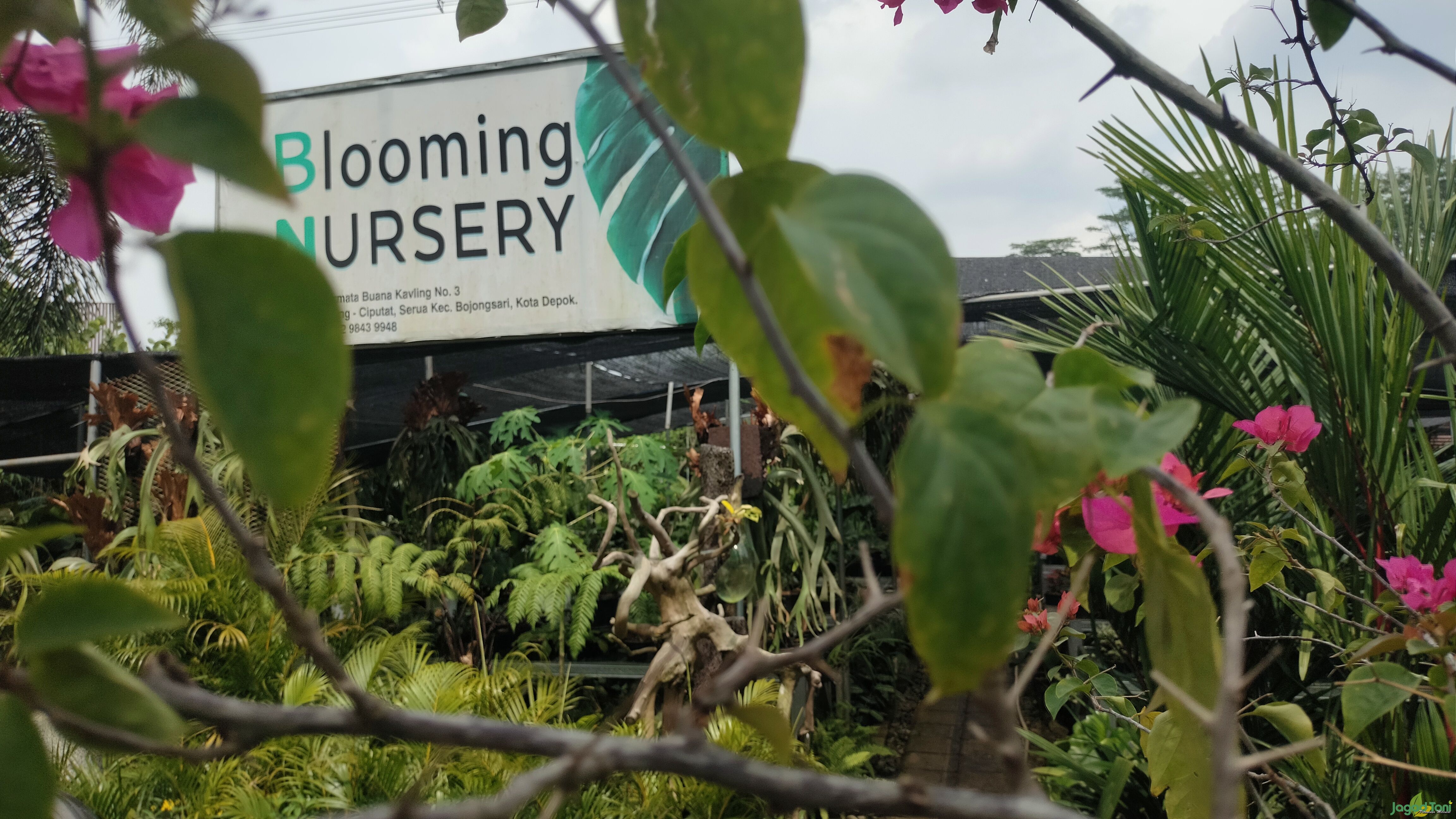 Simbar Menjangan Jadi Andalan Blooming Nursery