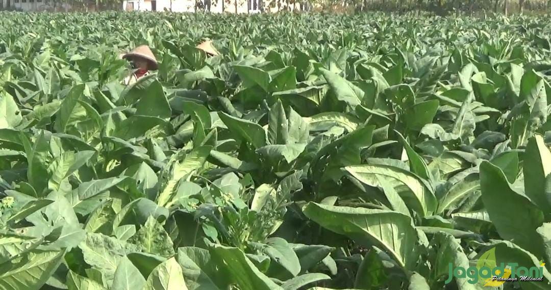 Petani beraktivitas di lahan budidaya tembakau di Desa Karangpakel, Kecamatan Trucuk, Klaten