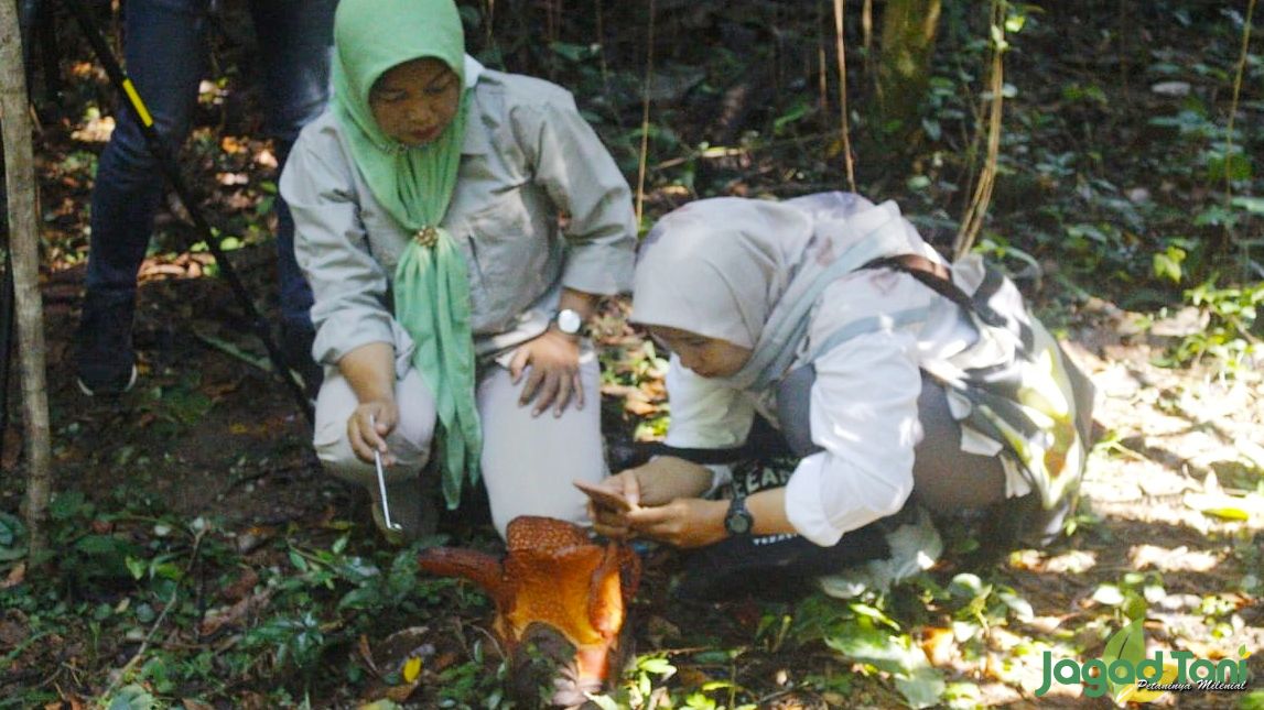 Rafflesia Arnoldii R.Br, Puspa Langka Mekar di KRB