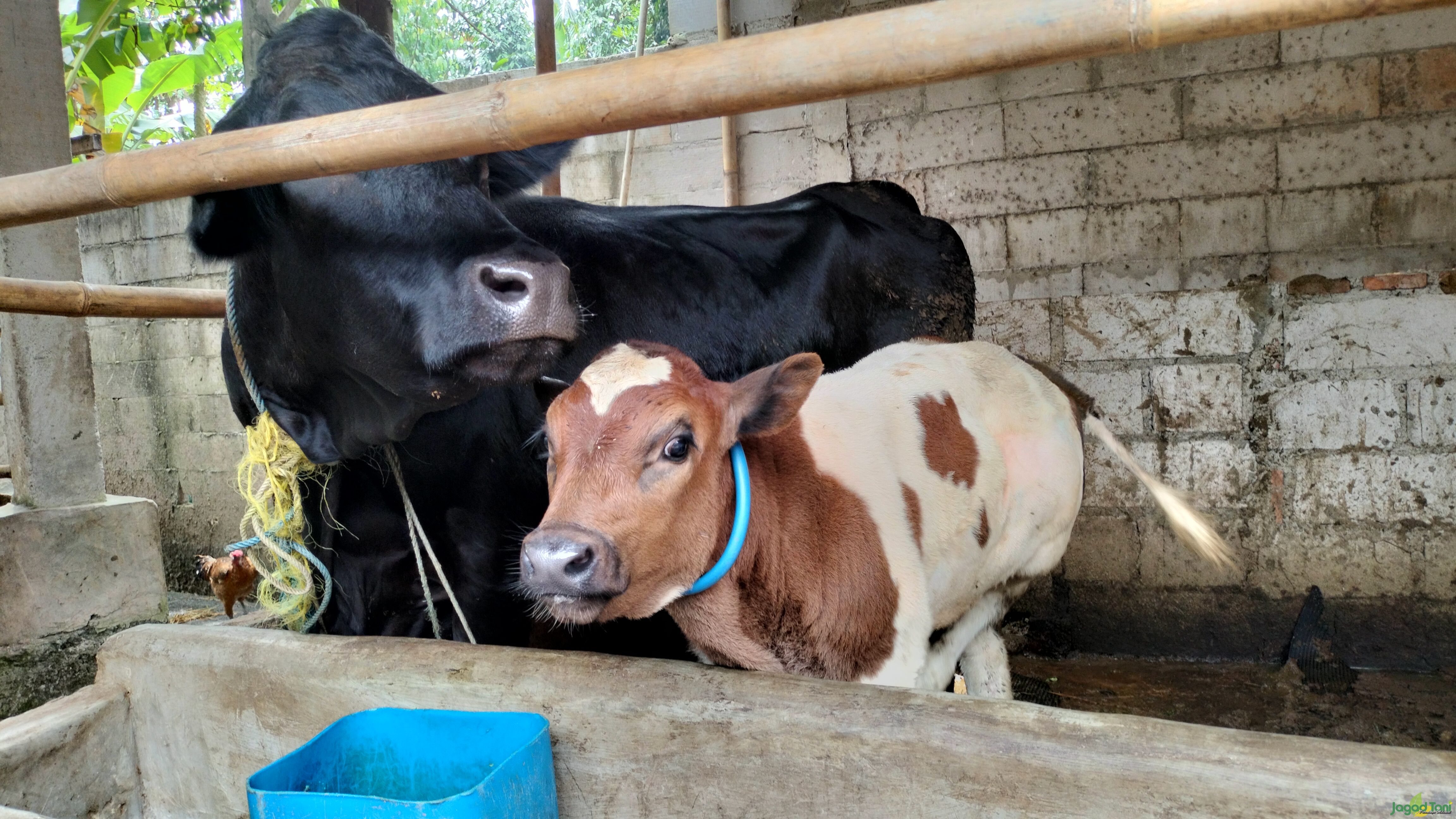 Baqoroh Farm, Berkonsentrasi sebagai Pemghasil Susu