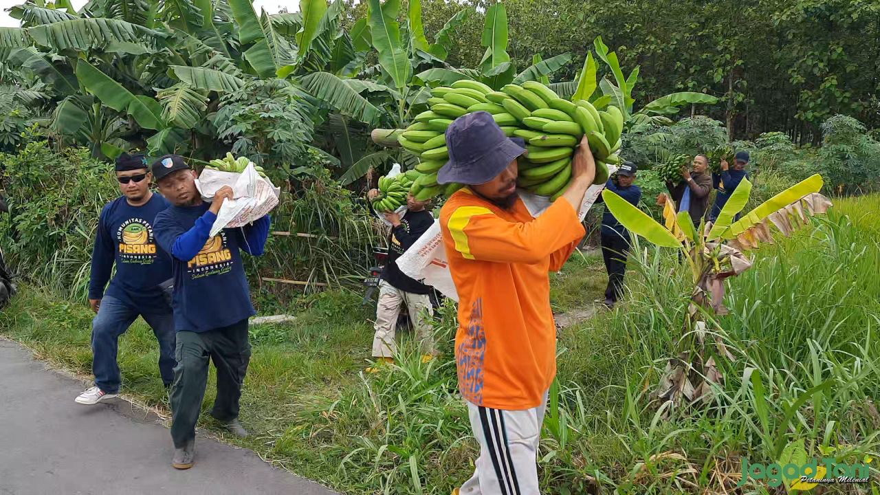 Petani di Desa Kaligawe, Kecamatan Pedan, Klaten, Jawa Tengah panen perdana pisang Cavendish