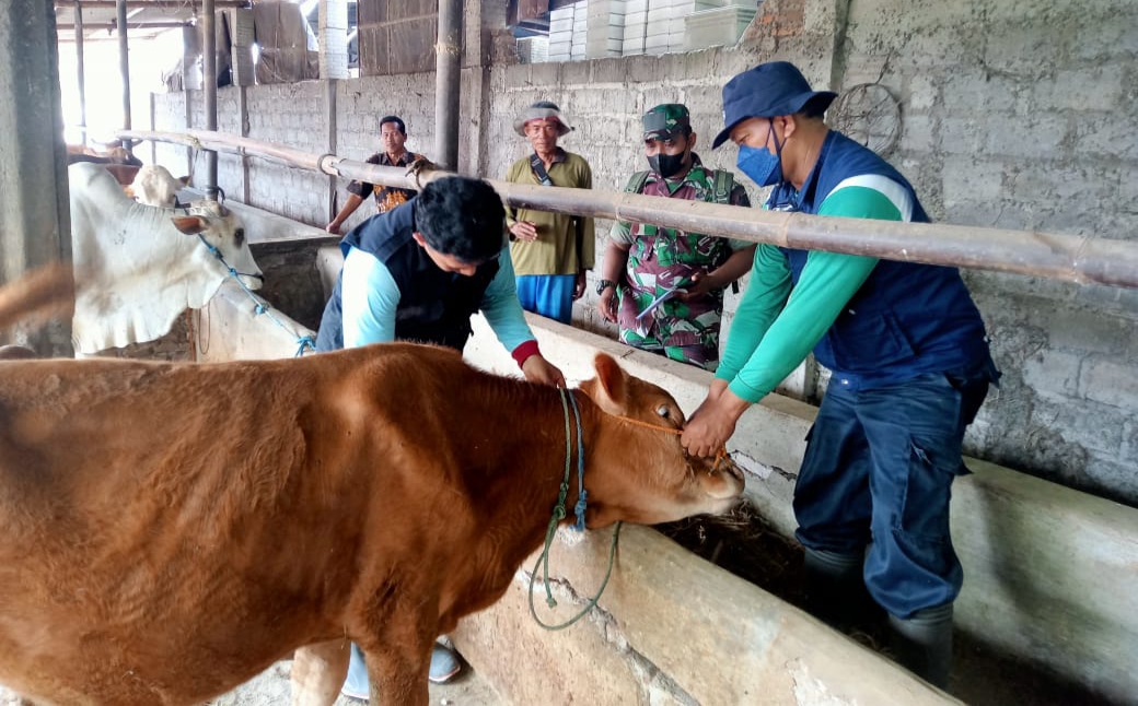 Petugas memasang anting telinga atau Ear Tag Secure QR Code pada hewan ternak di Kecamatan Karangdow