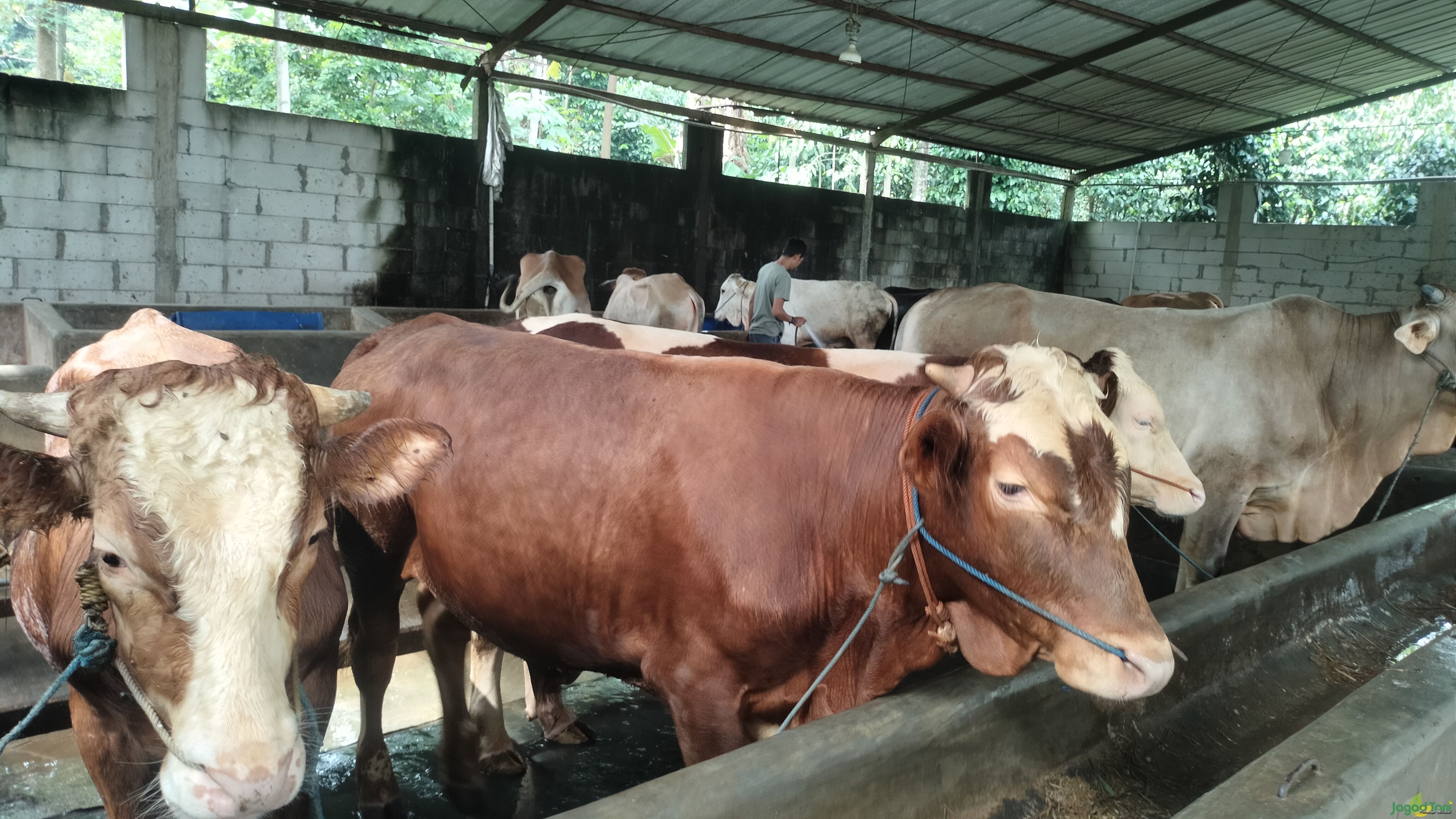 Ternak Sapi Lebih Menguntungkan DIbandingkan Ngantor