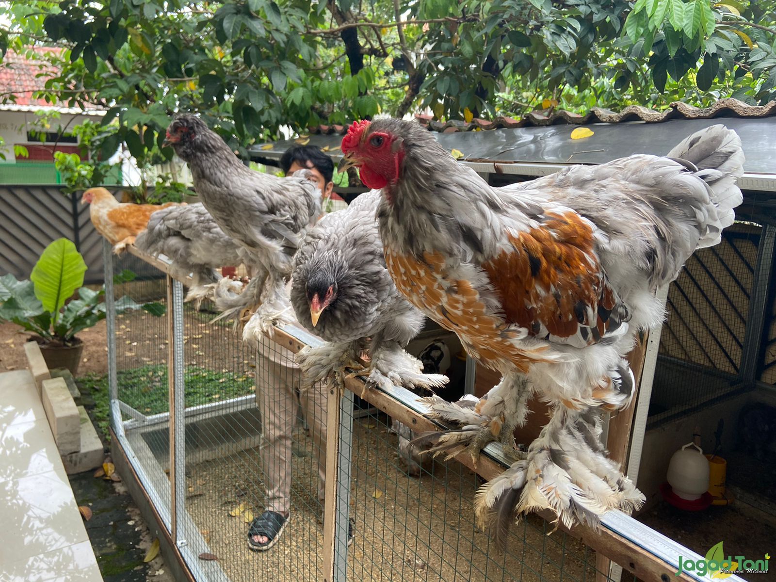 Ayam Brahma di IBHA Farms