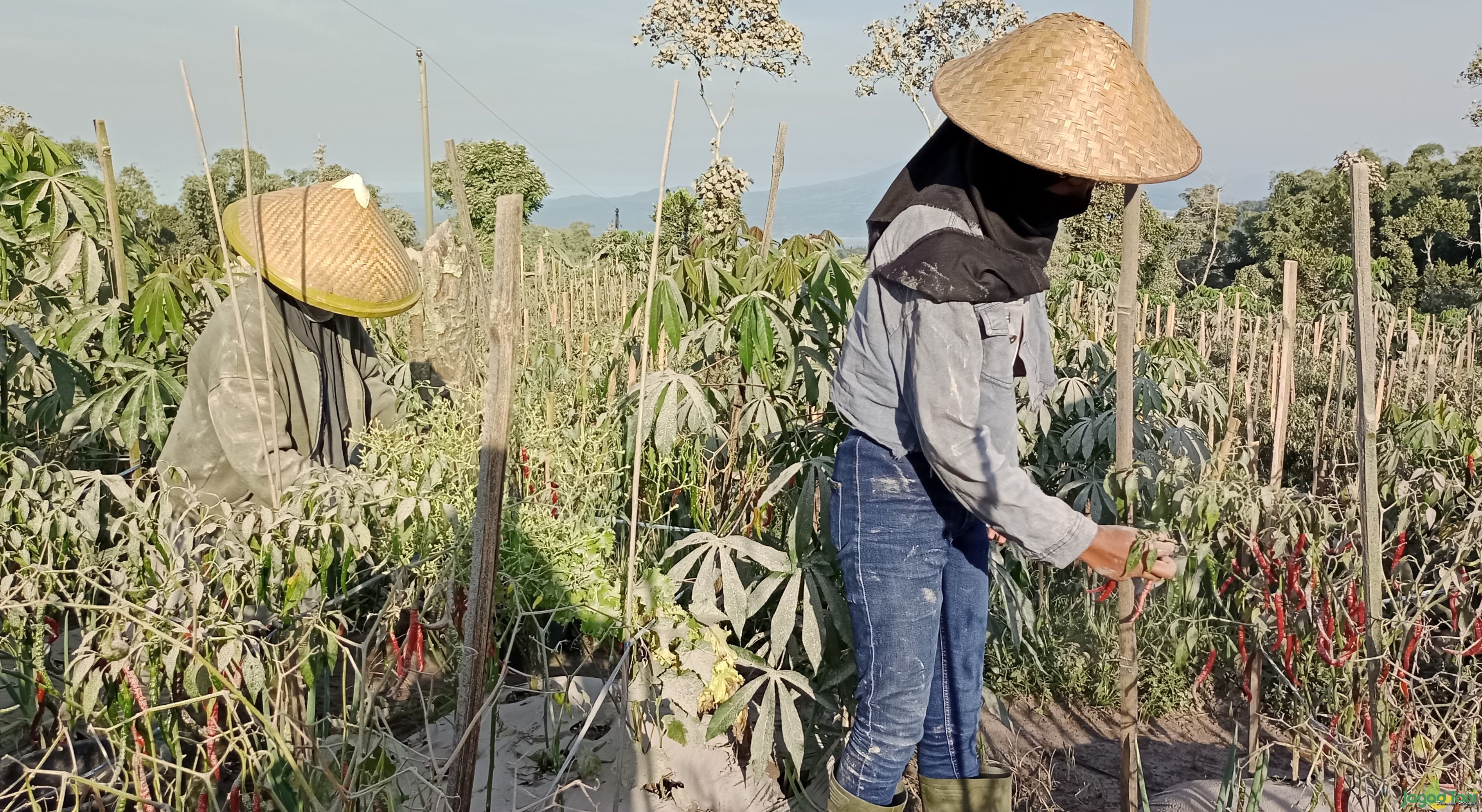 Petani memanen tanaman cabai di lereng Gunung Merapi