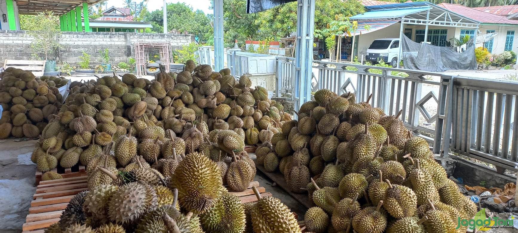 Perluas Lahan Budidaya Durian Parimo