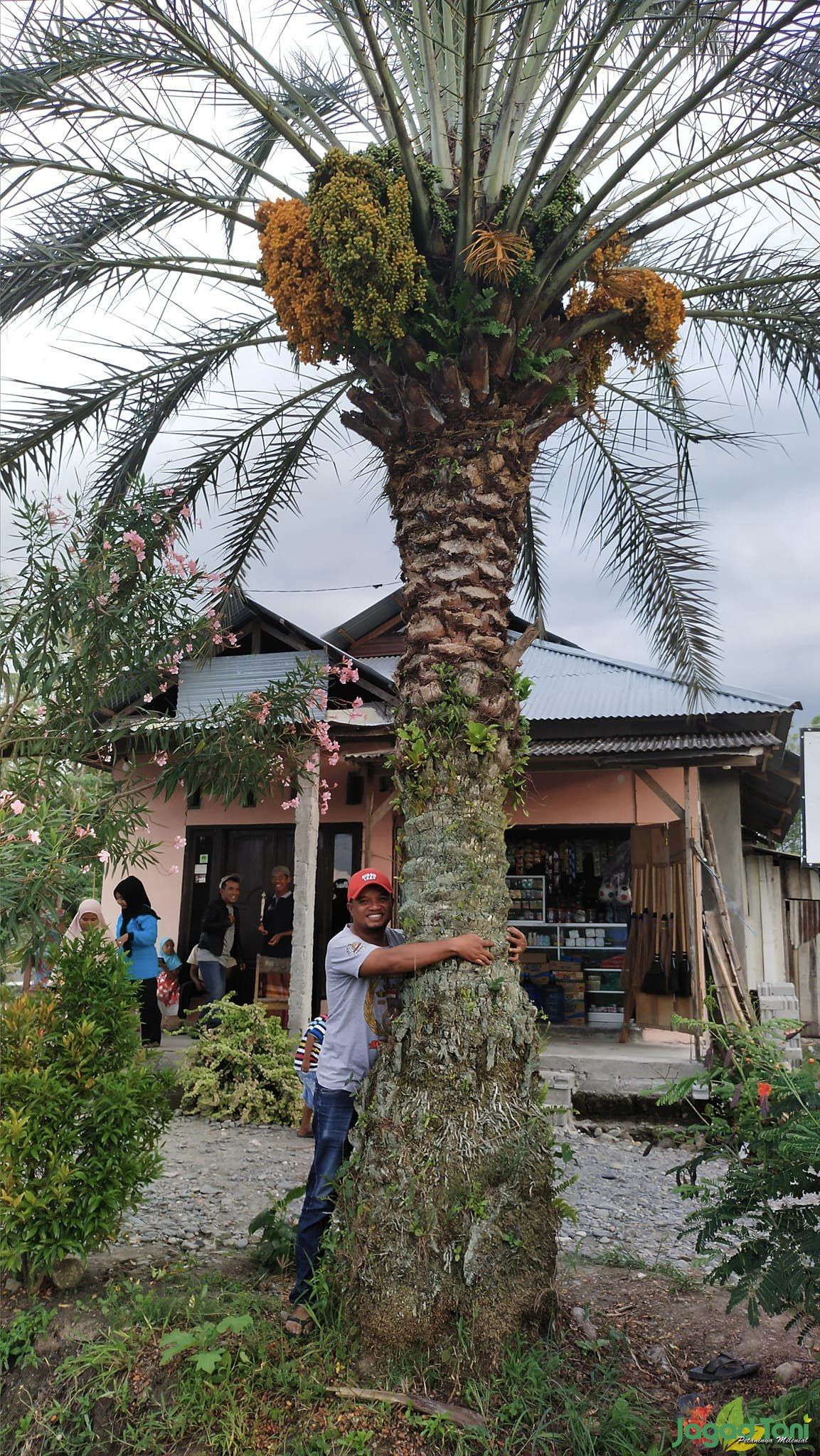 Pohon Kurma Tumbuh dan Berbuah di Sigi Sulteng