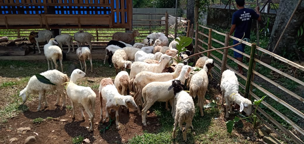 Harga Domba Bersaing, Manggu Farm Bantu Pengiriman