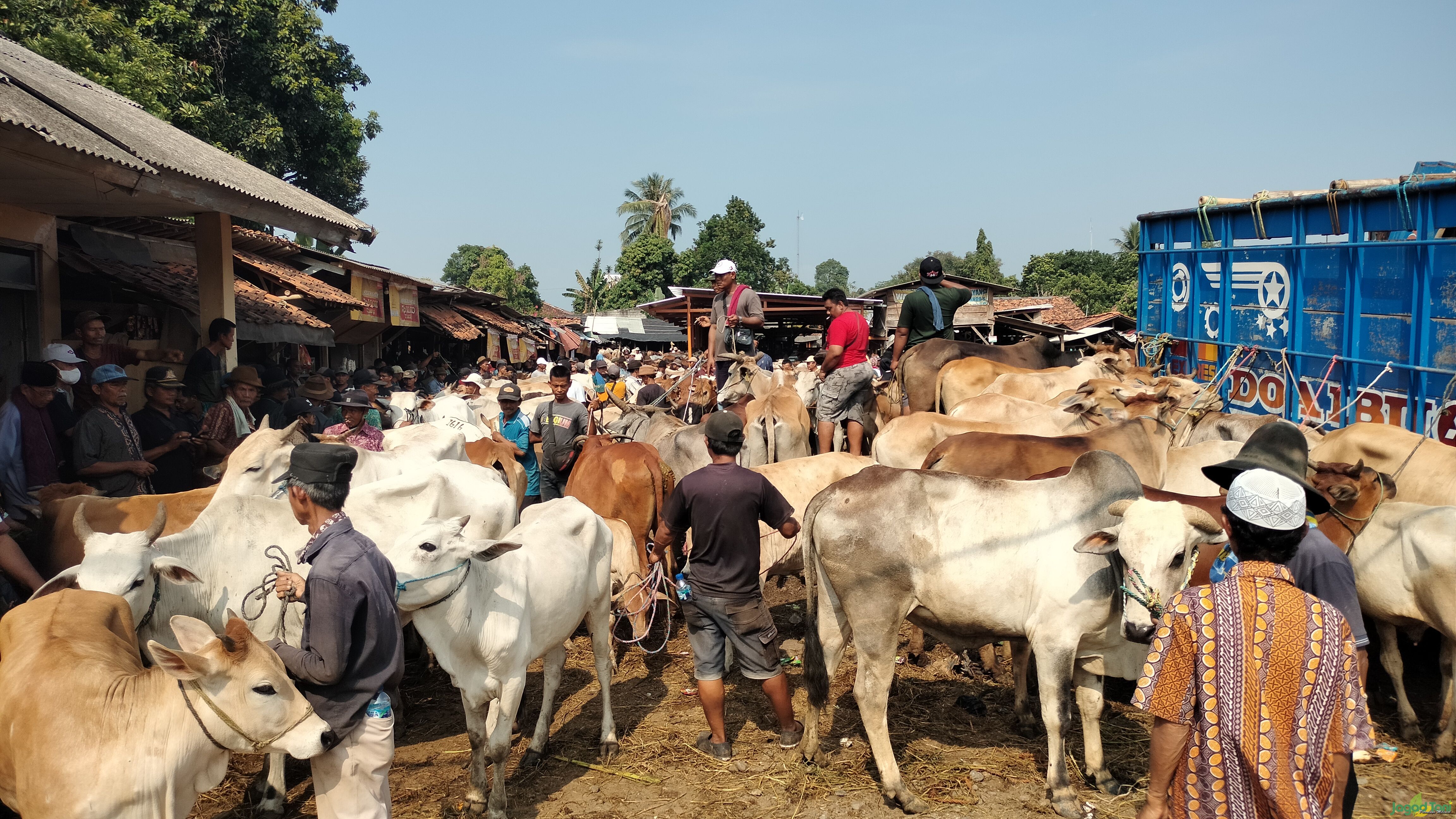 Pasar Sapi Jonggol, Transaksi Tembus Ratusan Juta