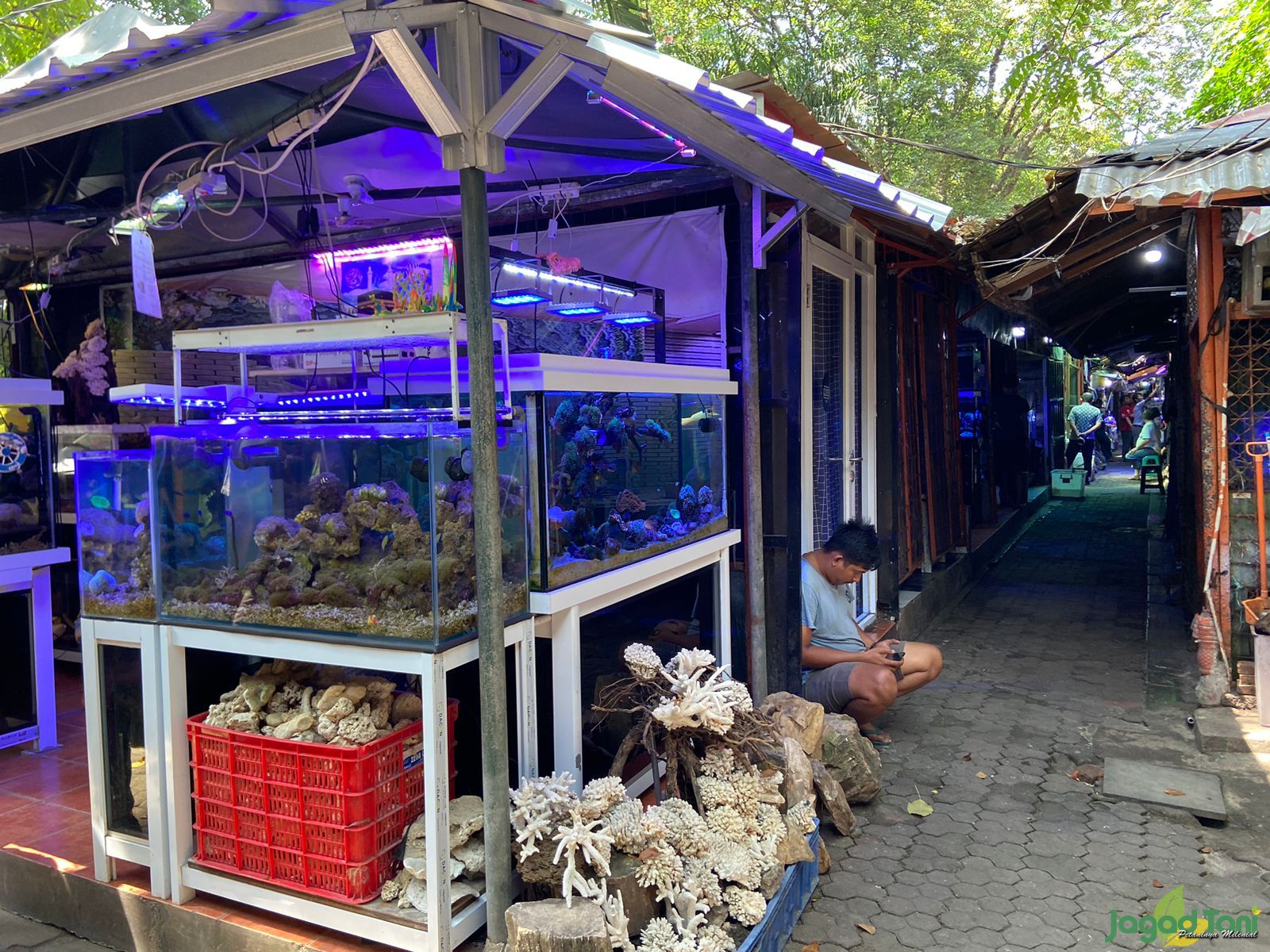 Pasar ikan hias Sumenep Jakarta 