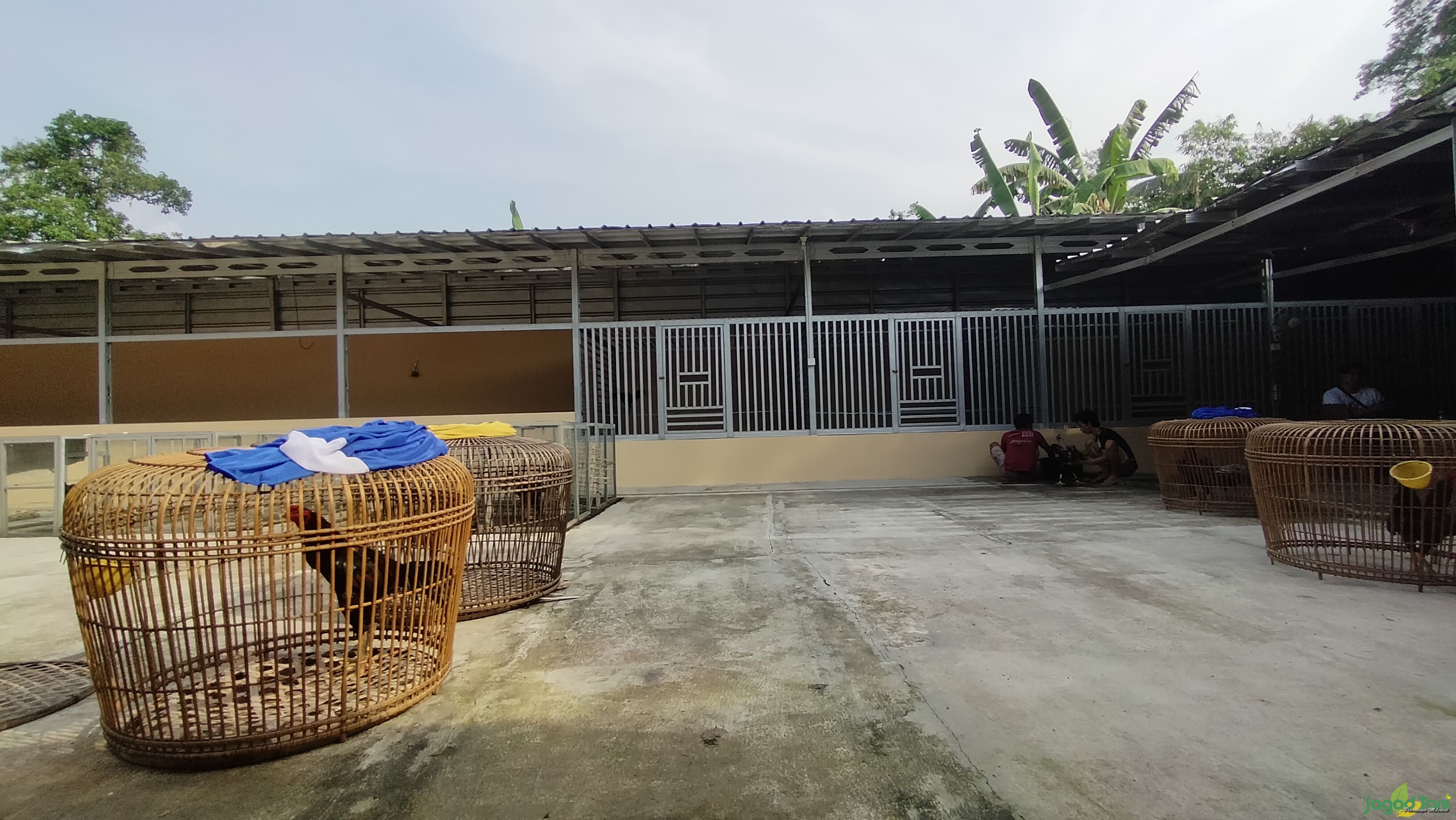 WND Farm, Fokus Menyediakan Ayam Jagoan Kontes