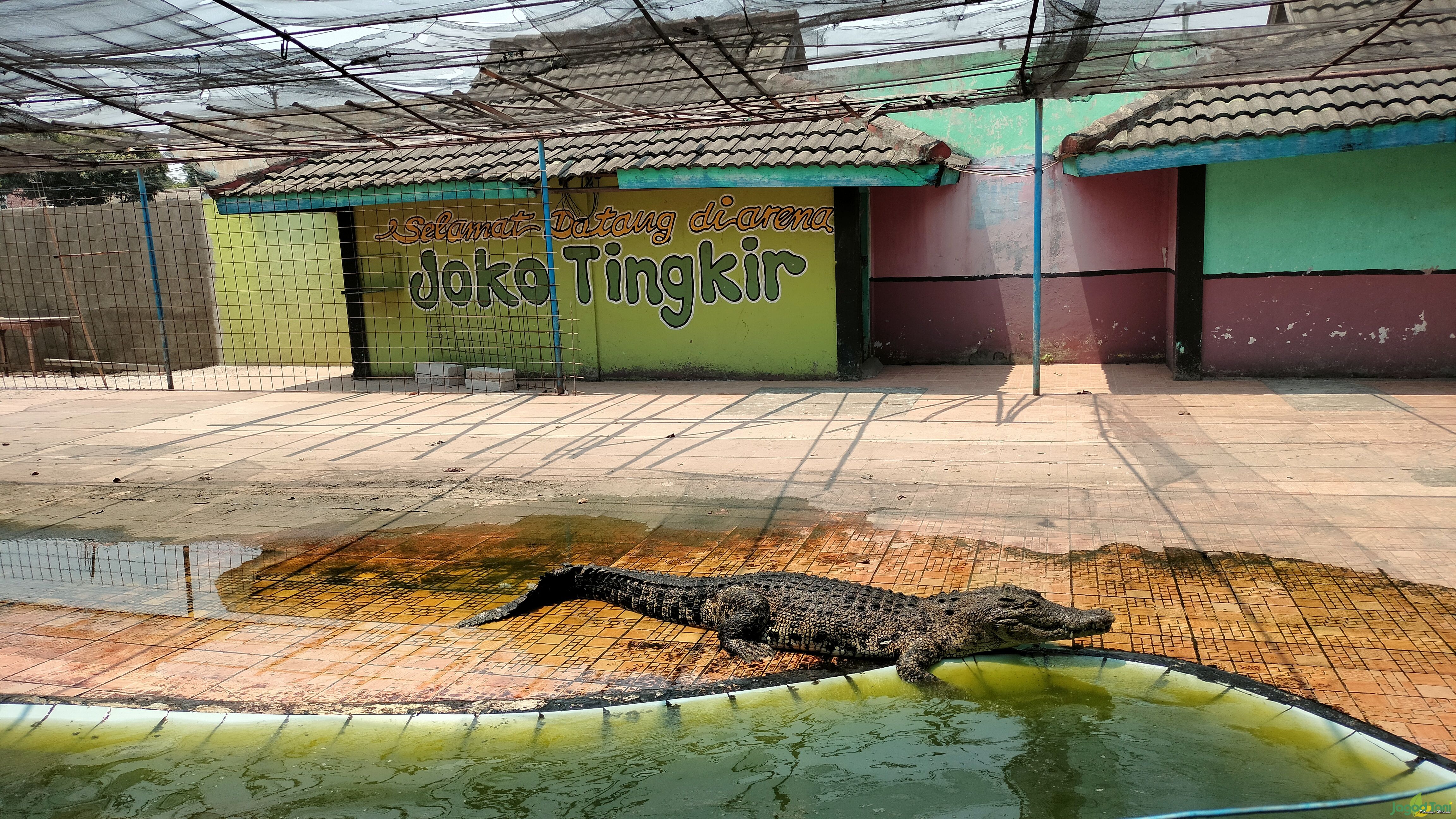 Atraksi Joko Tingkir di  Taman Buaya Indonesia Jaya (