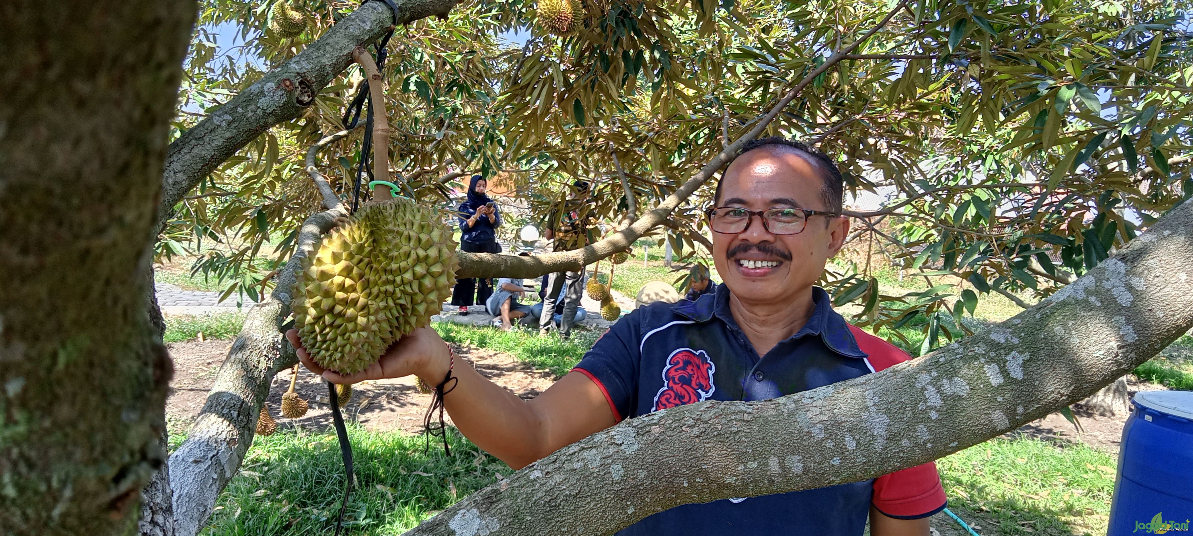 Usaha Budidaya Tanaman Durian, Peluang Investasi Menjanjikan