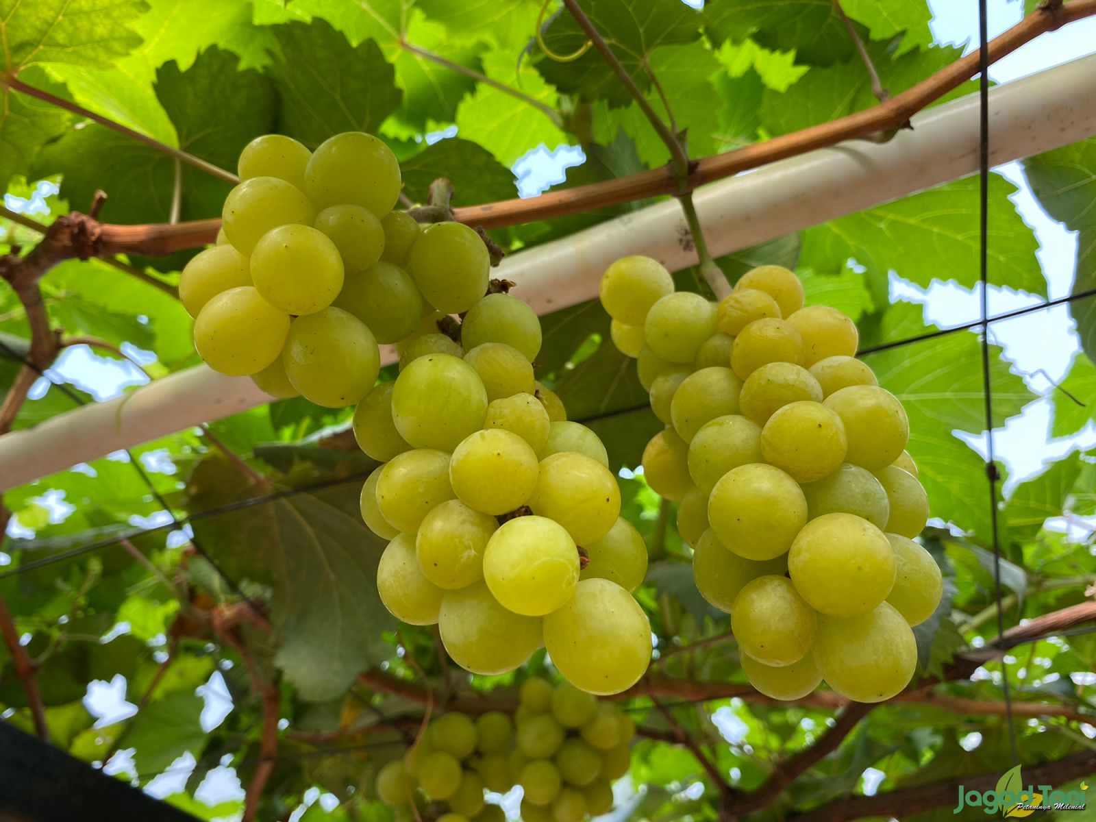 Manfaat buah anggur hijau