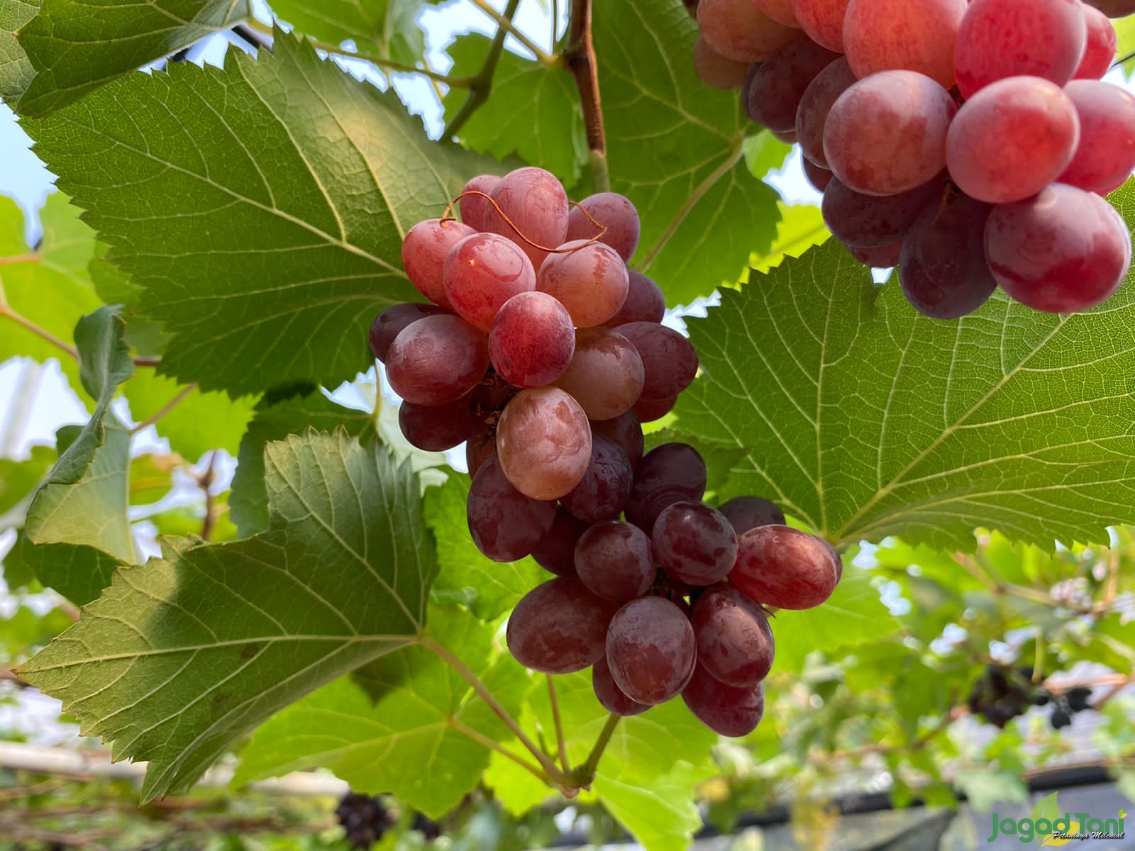 Tips merawat pohon anggur 