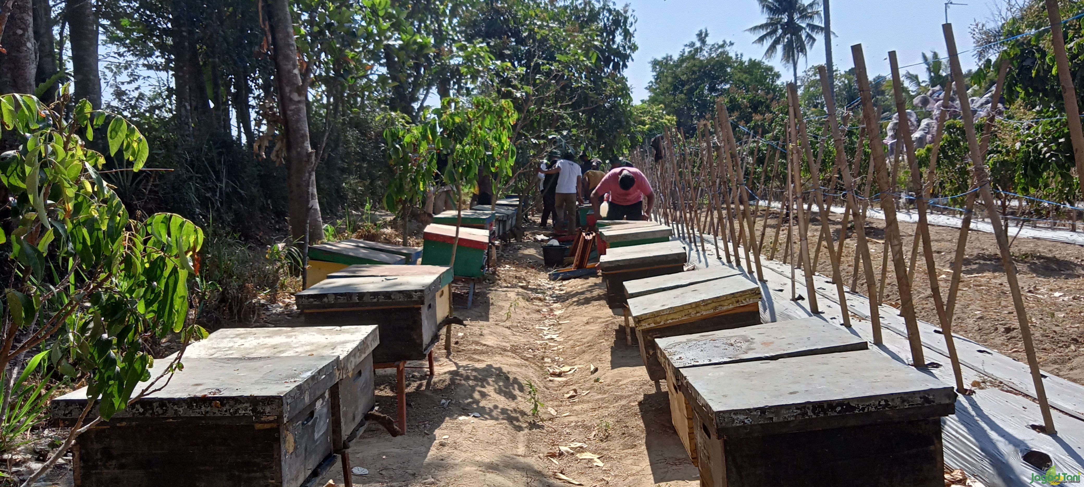 Proses panen madu lebah Apis Mellifera di kebun Putra Merapi Tani di Desa Bengking, Kecamatan Jatino