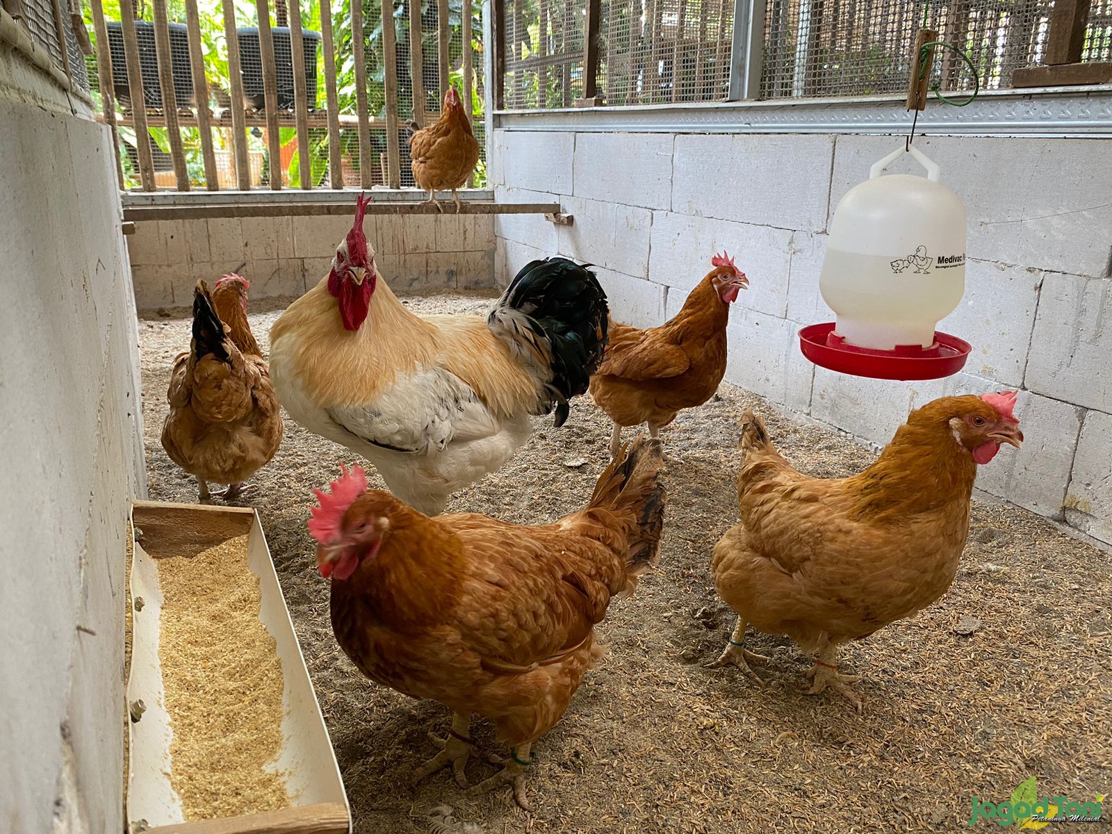 Memilih Indukan Ayam Sasso Demi Tingkatkan Produksi