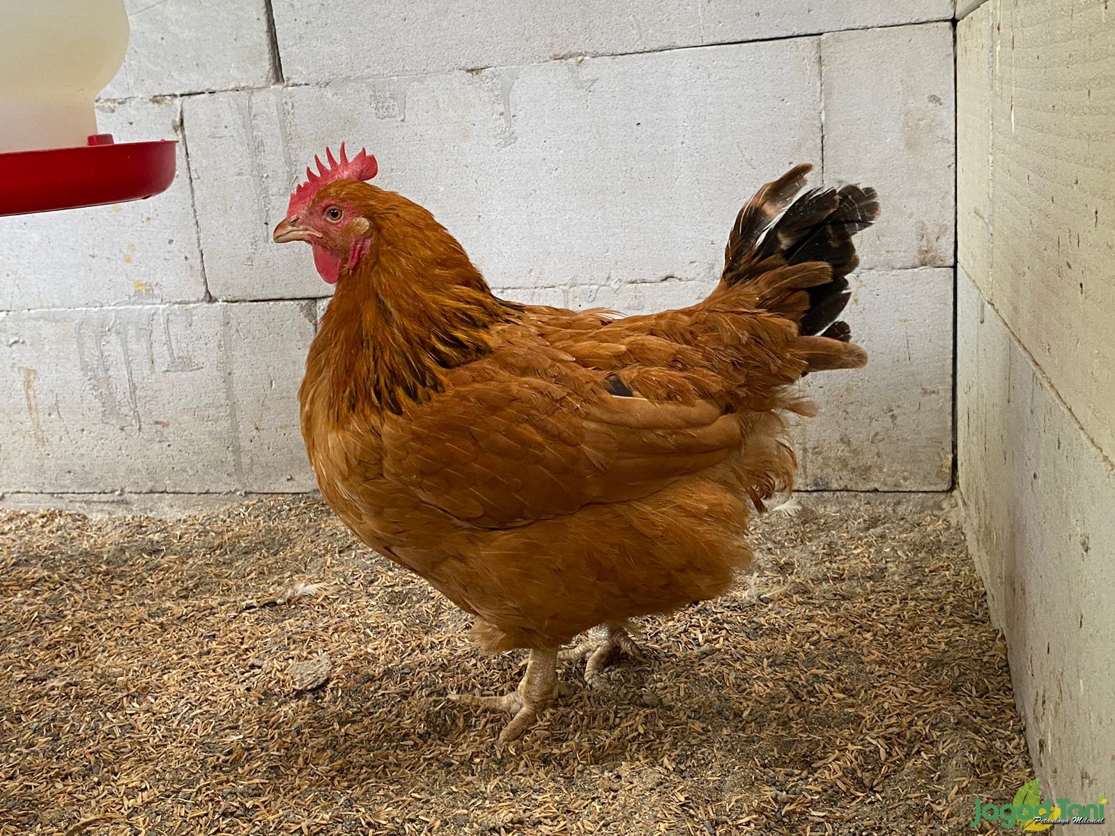 Memilih Indukan betina Ayam Sasso Demi Tingkatkan Produksi