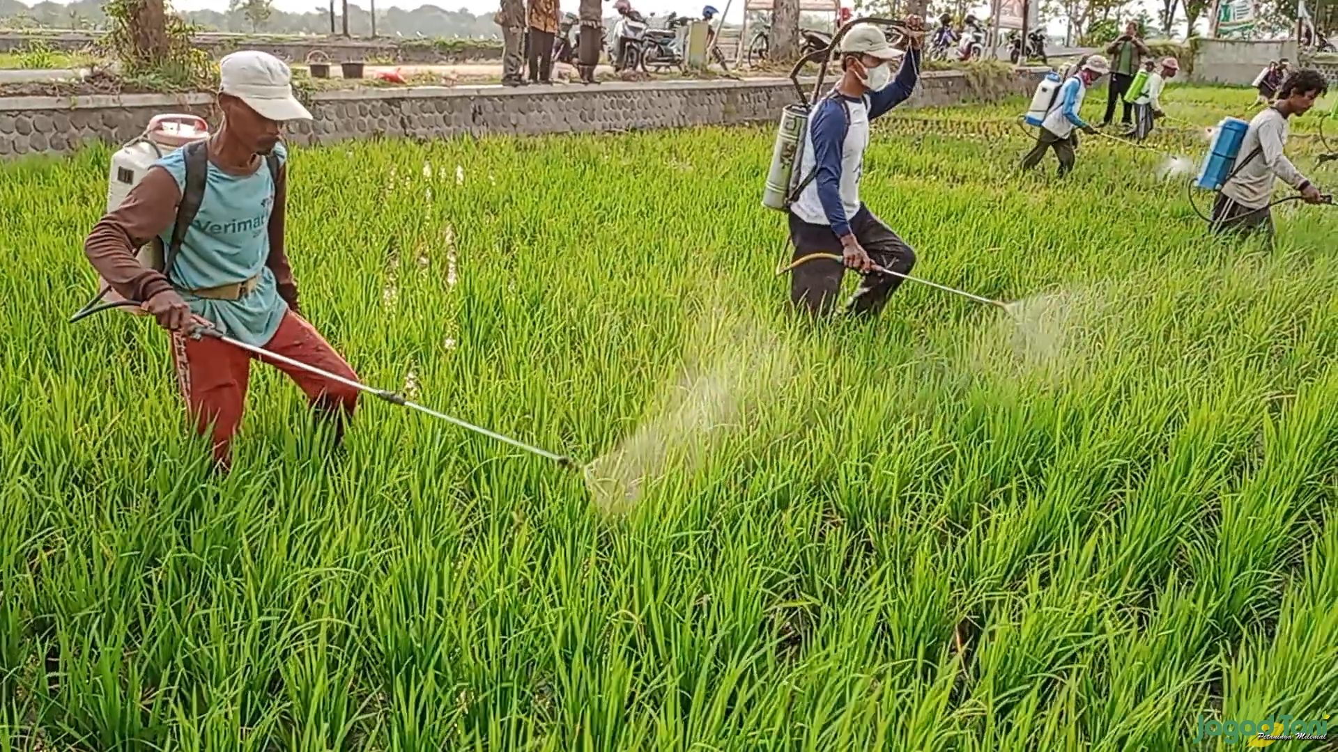 Petani melakukan penyemprotan pestisida antisipasi penyebaran hama penggerek batang