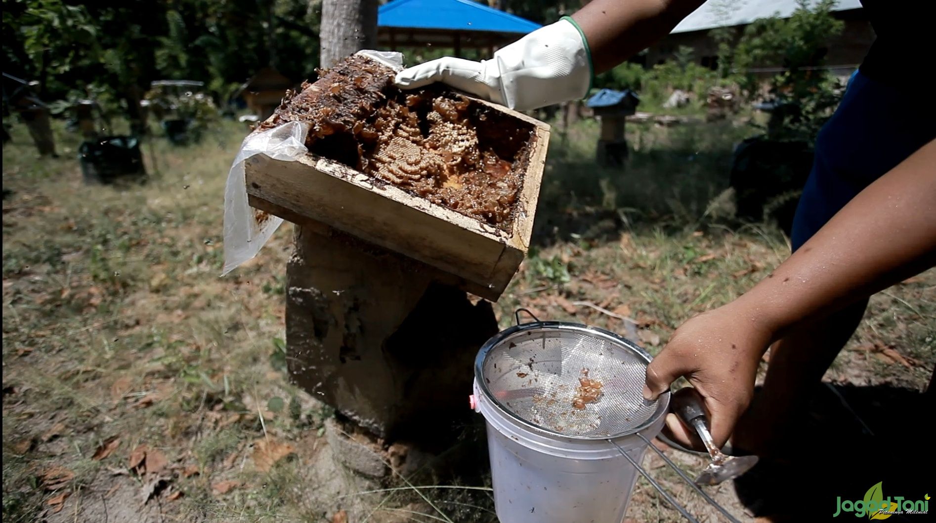 Madu Lebah Trigona Biroi, Primadona dari Sulawesi 