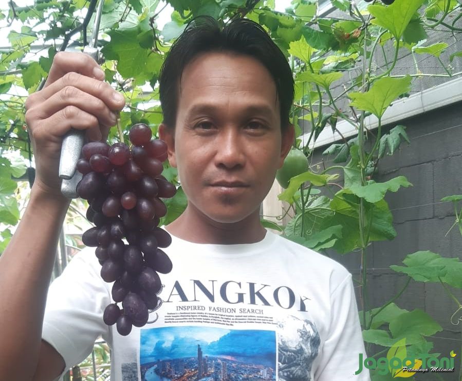 Ipoel War-Wer pemilik Kebun Taman Langit Grape Bekasi 