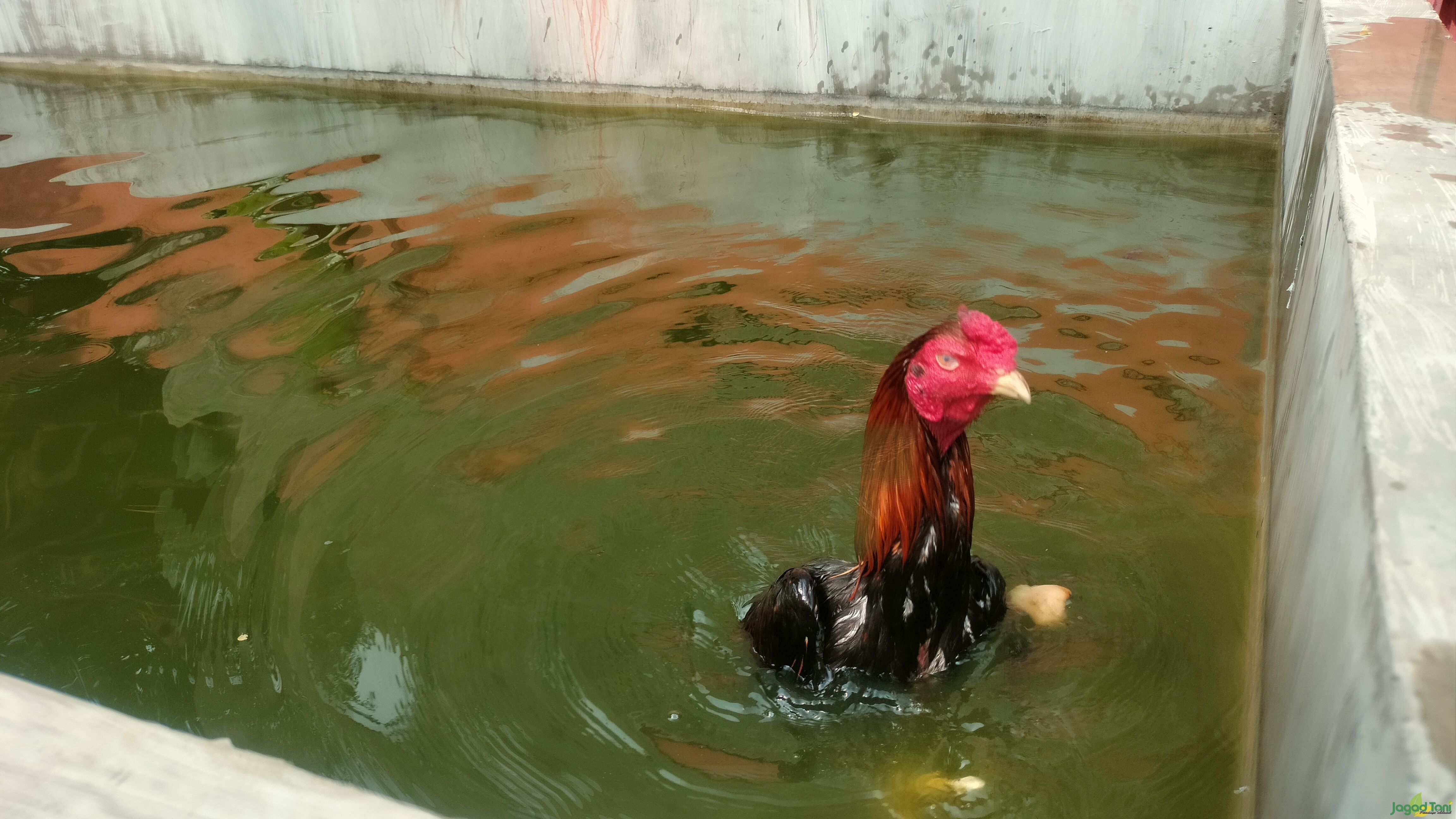 Ayam bangkok berenang 