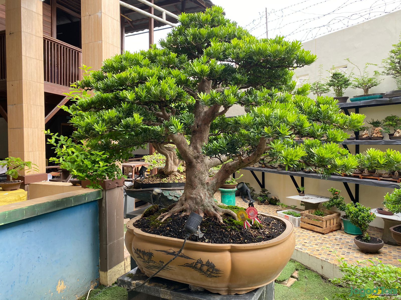 Pohon Bonsai di Klinik Bonsai 