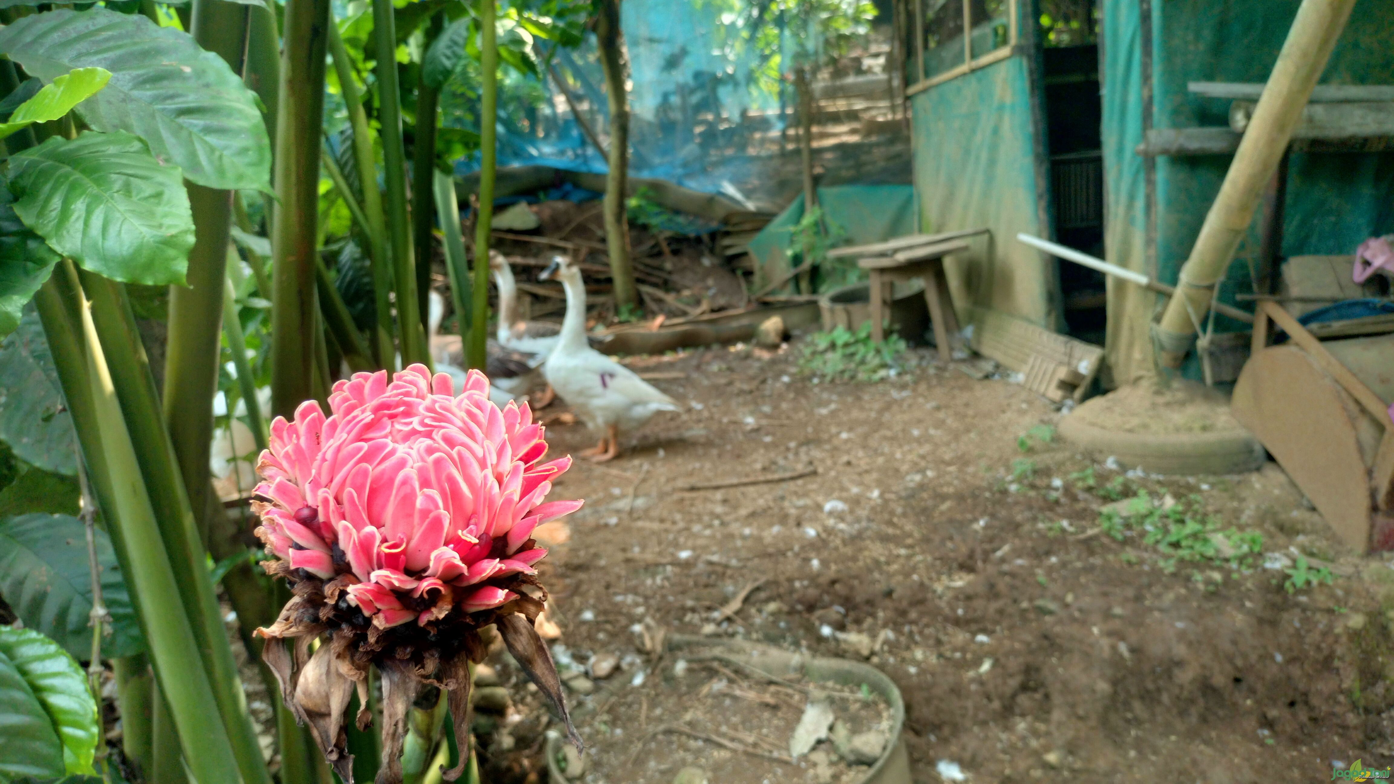 Kebun Mata Lima di Bogor