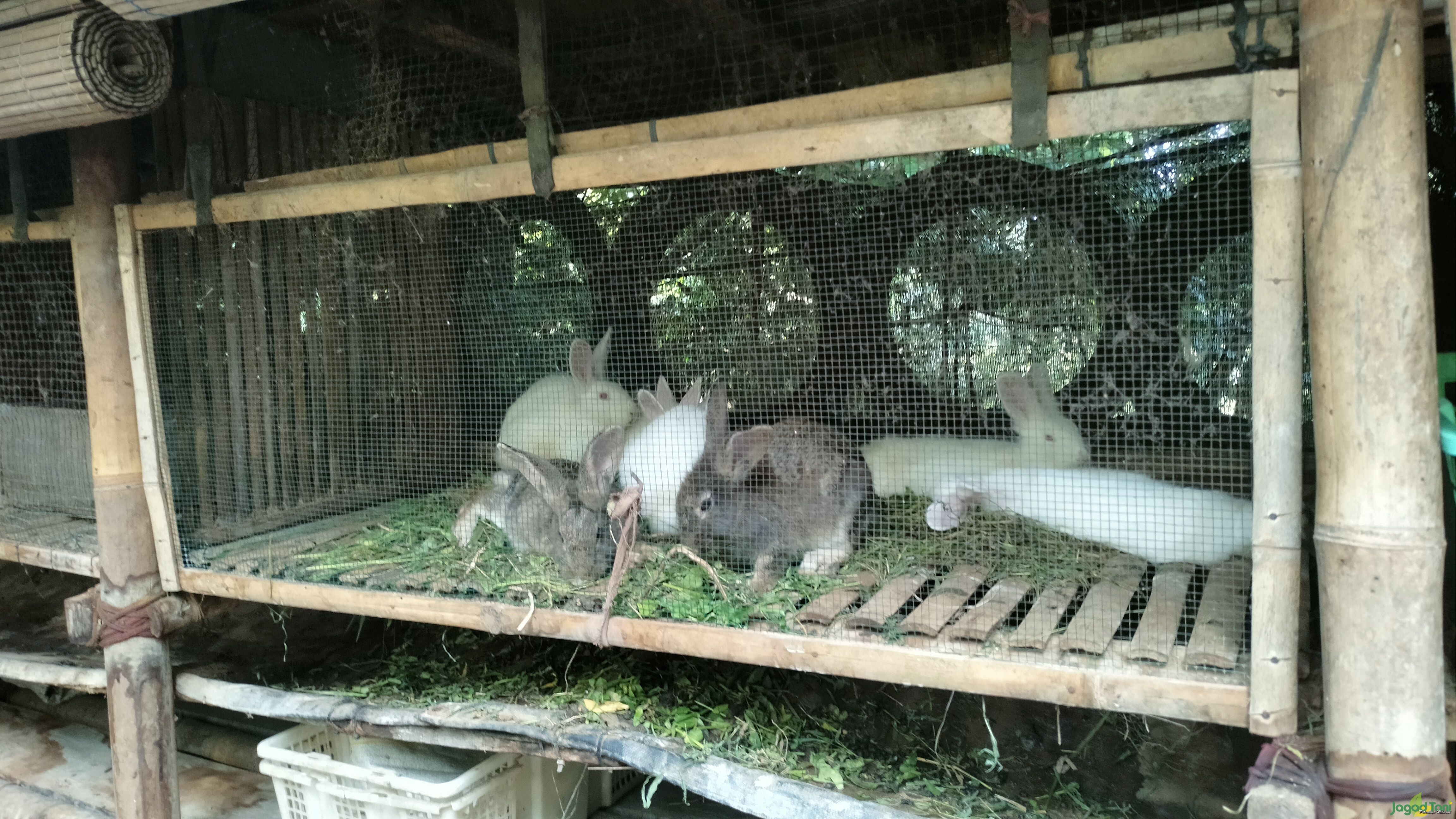 Peternakan kelinci di Kebun Mata Lima 