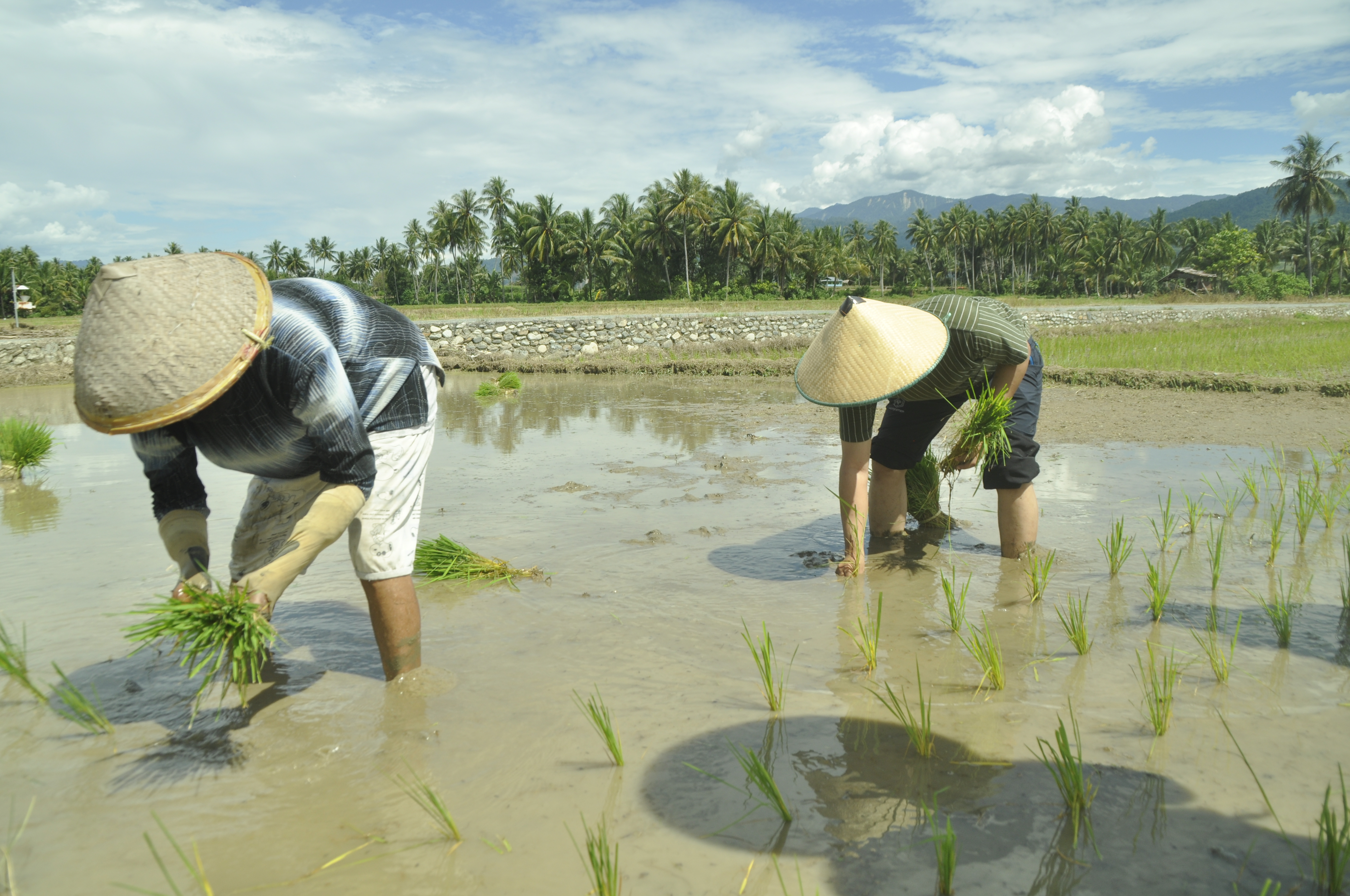 Petani Parimo Sulteng Butuhkan Alat Rice Transplanter