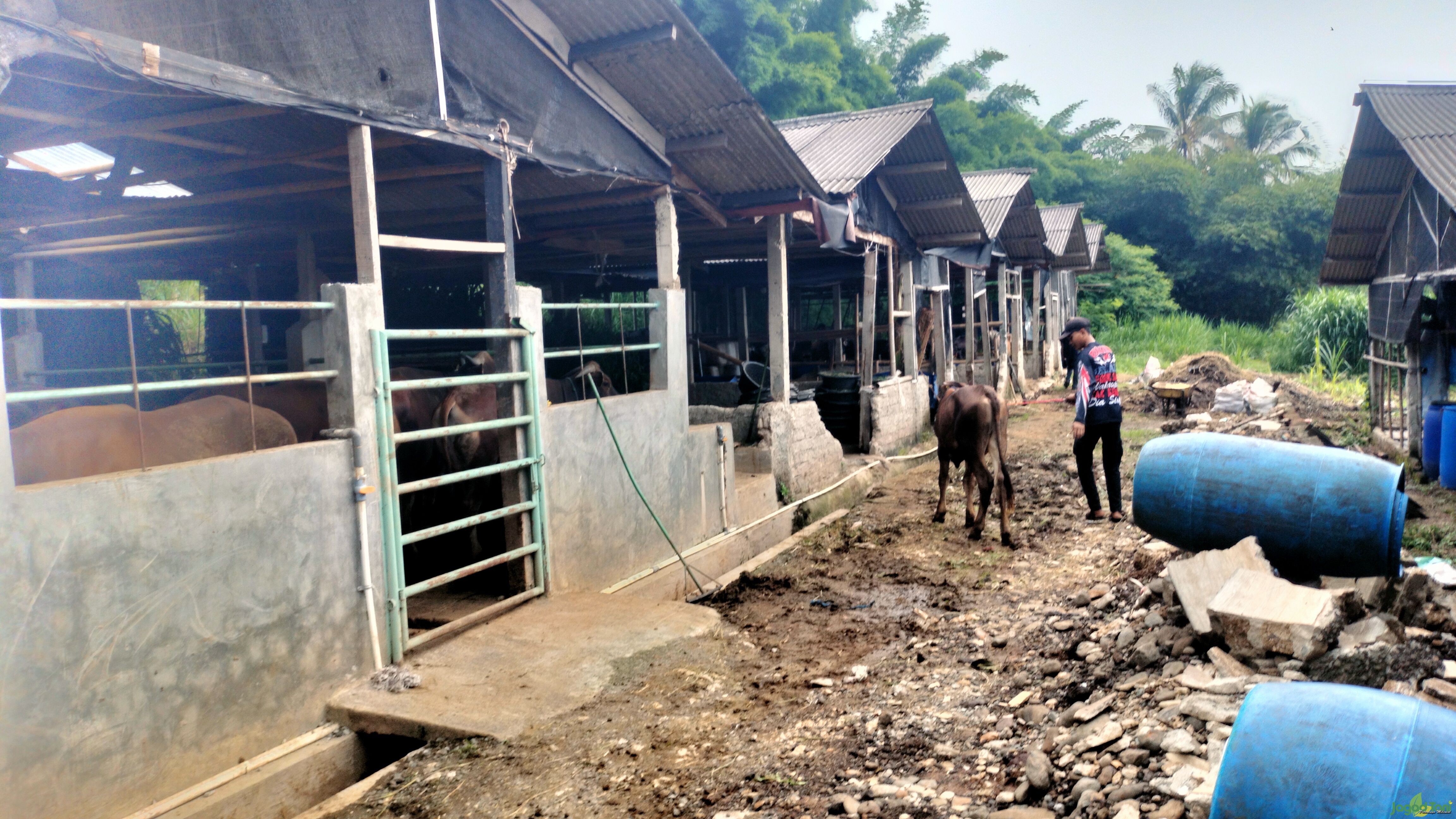 Peternakan sapi Kandang Juragan di Ciampea Bogor