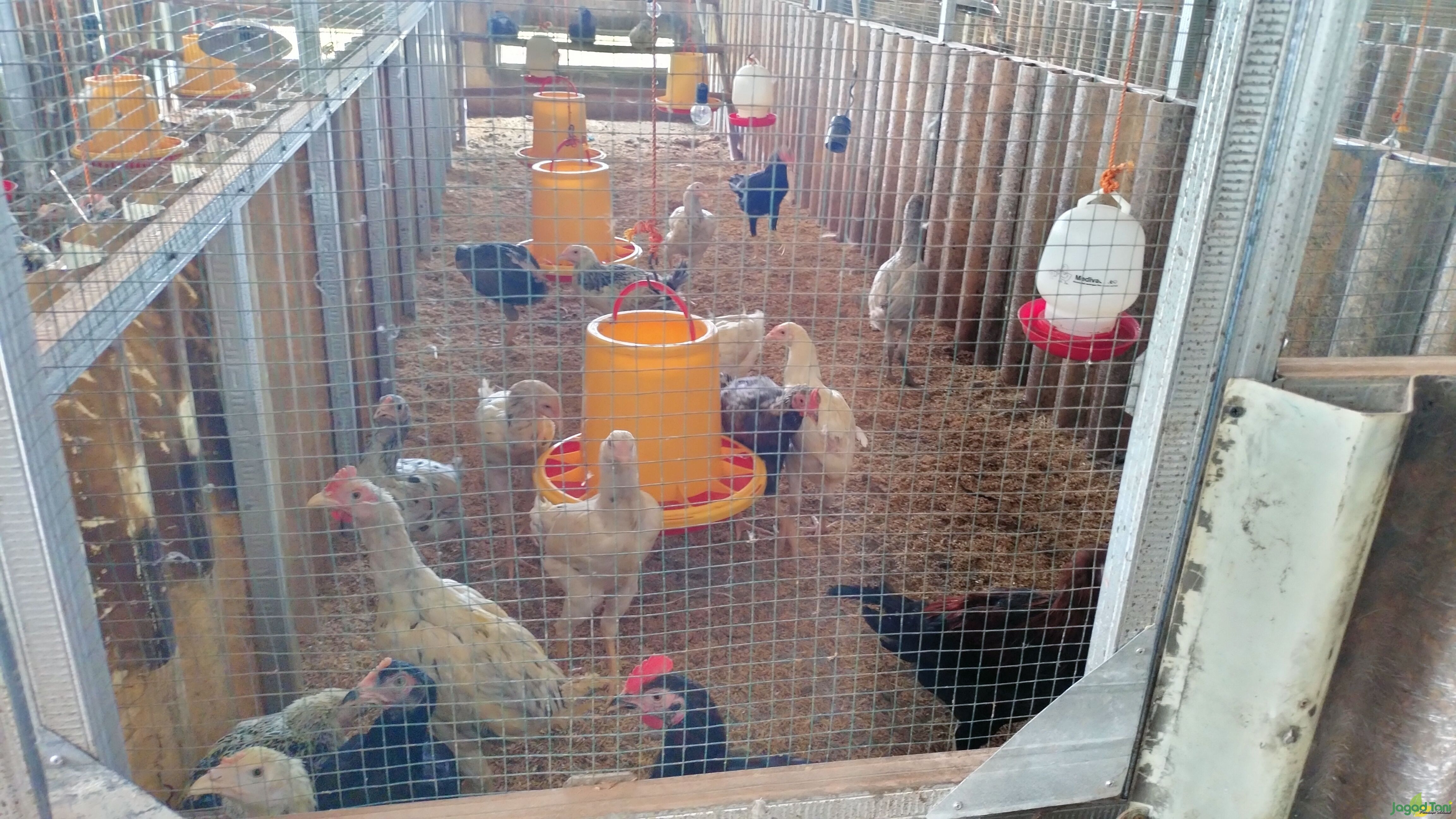 Peternakan Ayam Kampung di Holly Farm 