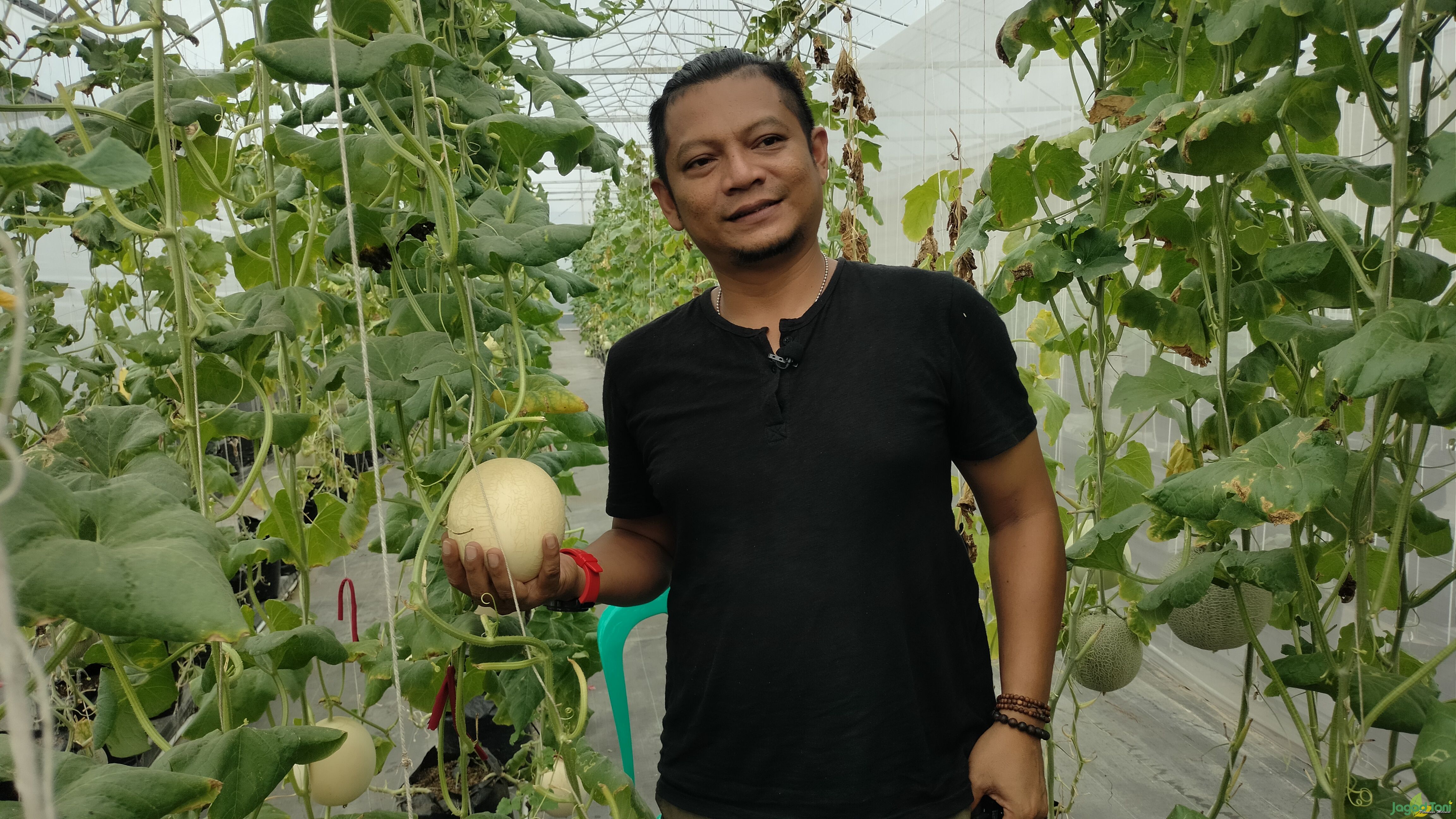 Shandi Prasetya sukses Budidaya melon import di green house 