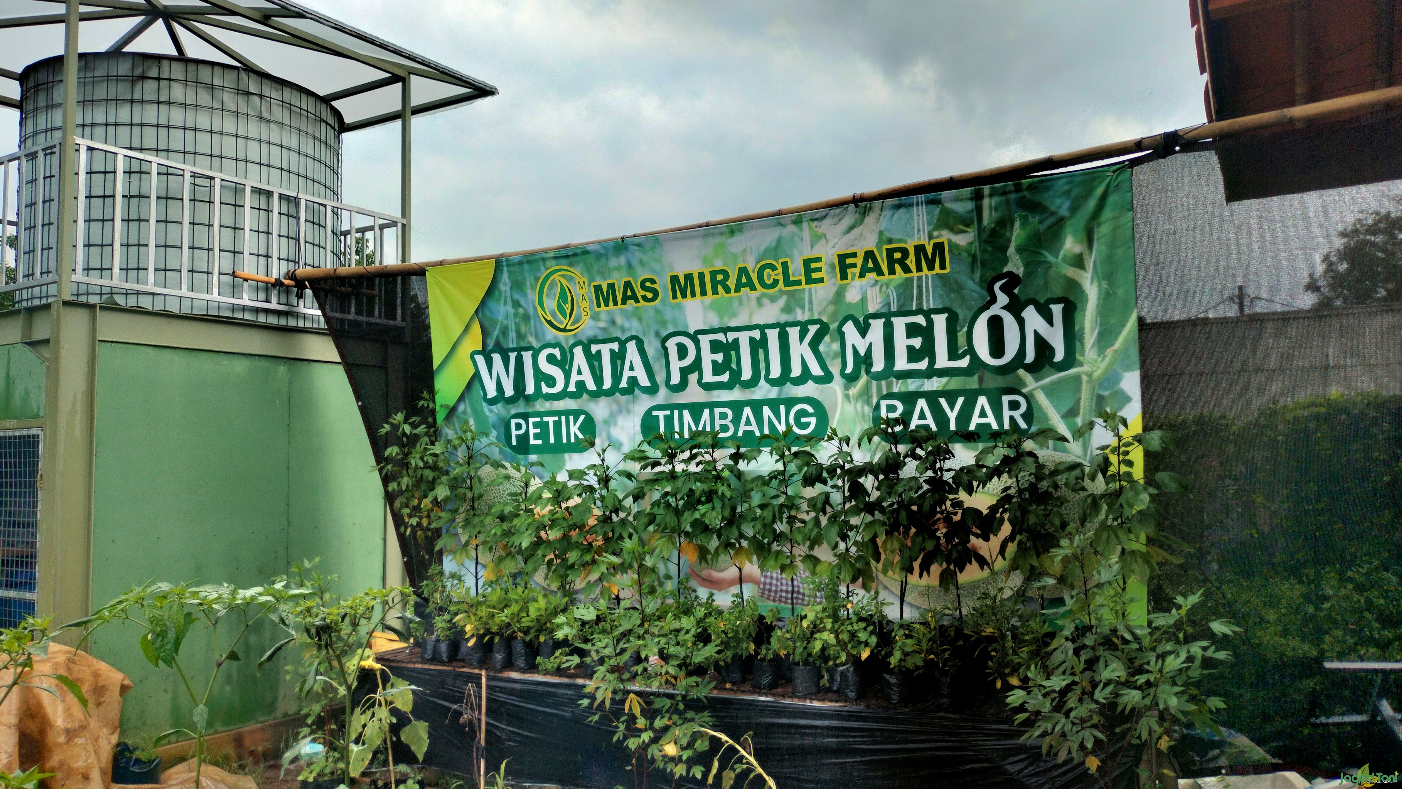 Mas Miracle Farm 