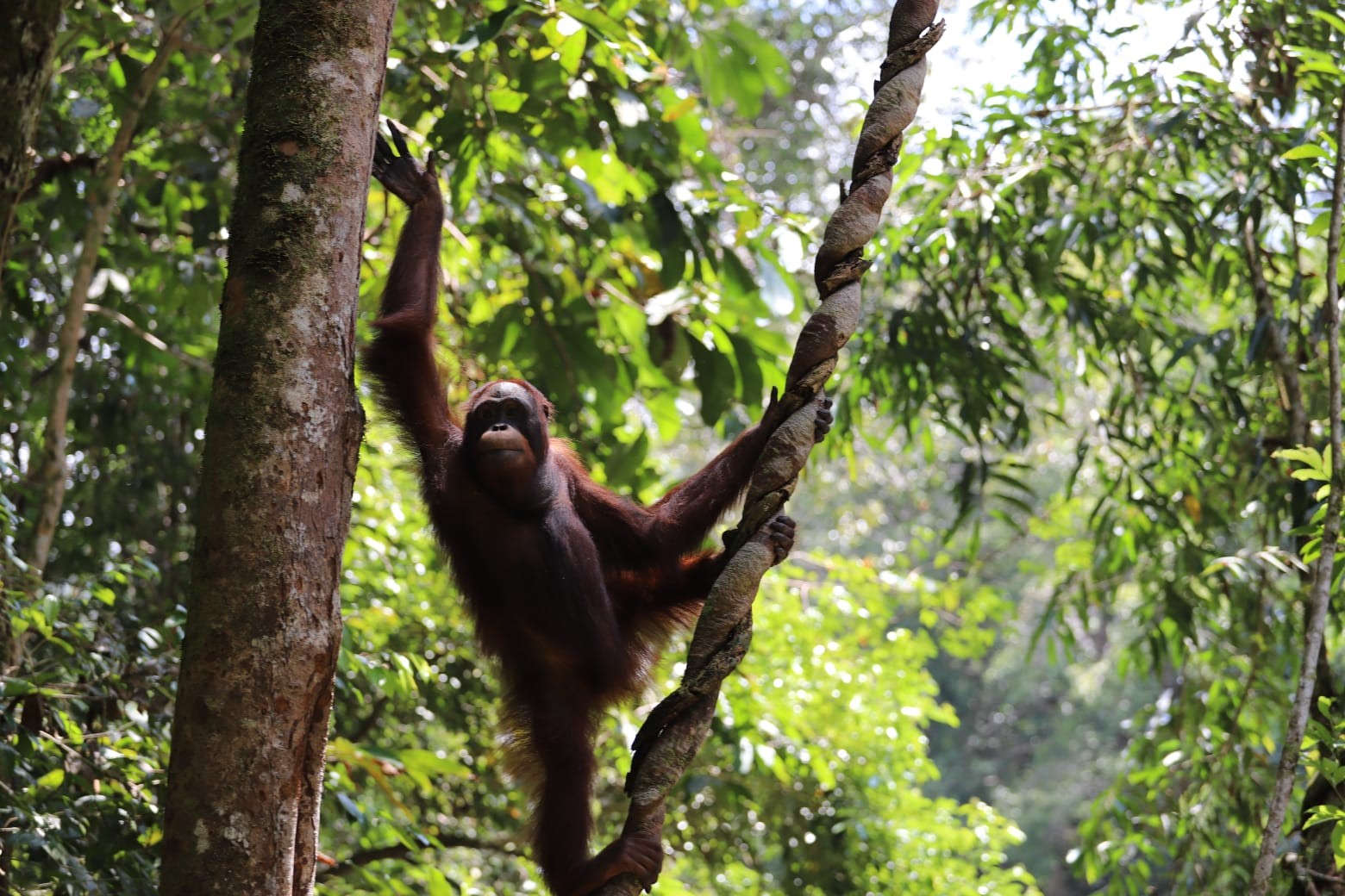 Pelepasliarkan orangutan di Balai Besar Taman Nasional Betung Kerihun dan Danau Sentarum