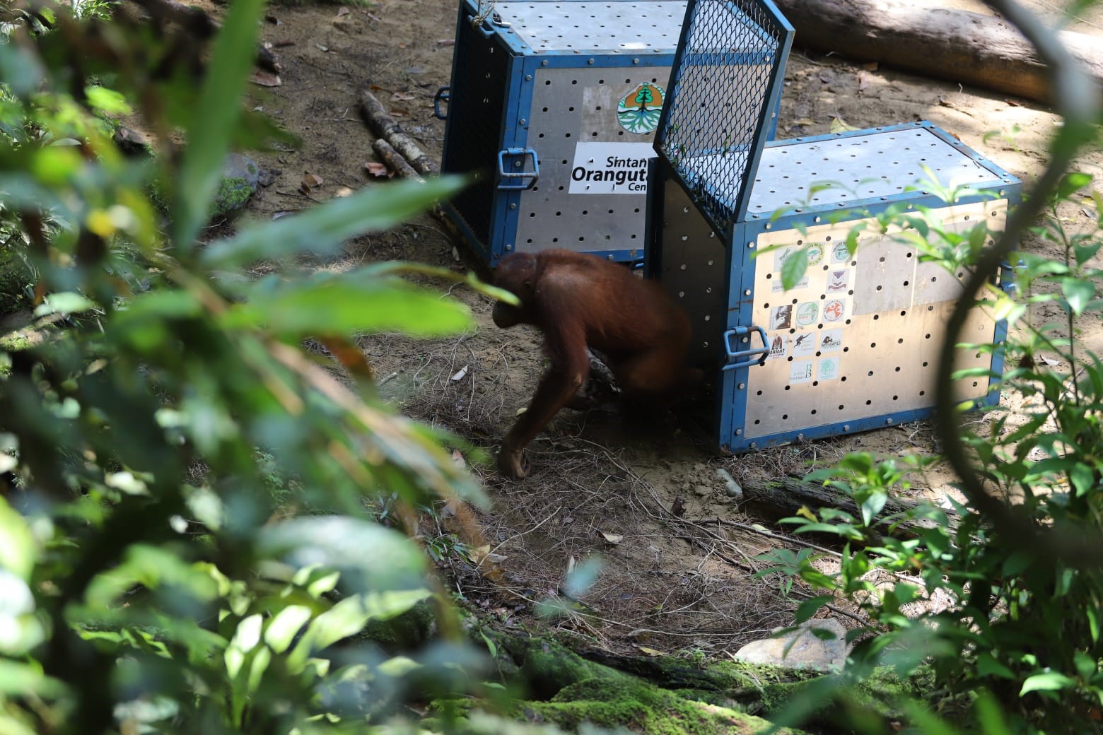 Pelepasan orangutan di Balai Besar Taman Nasional Betung Kerihun dan Danau Sentarum