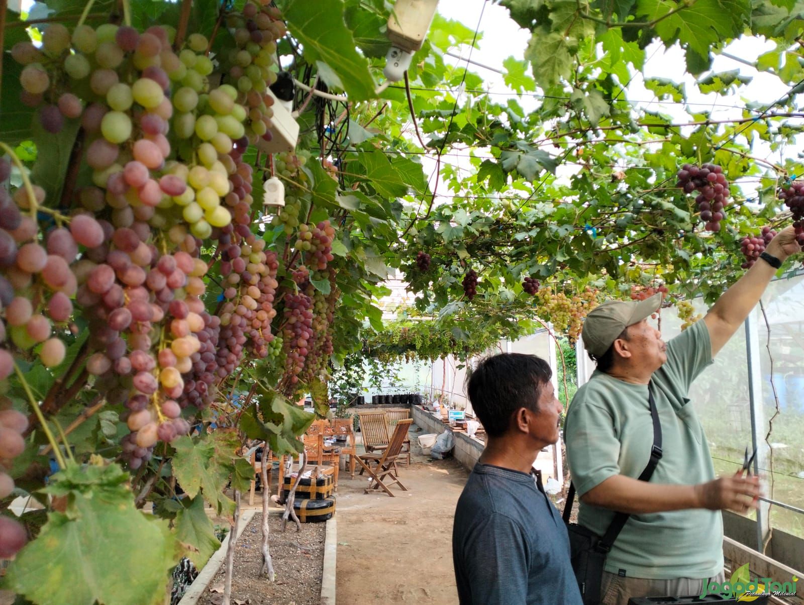 Petinggi Aspai kunjungi perkebunan anggur di Salatiga 