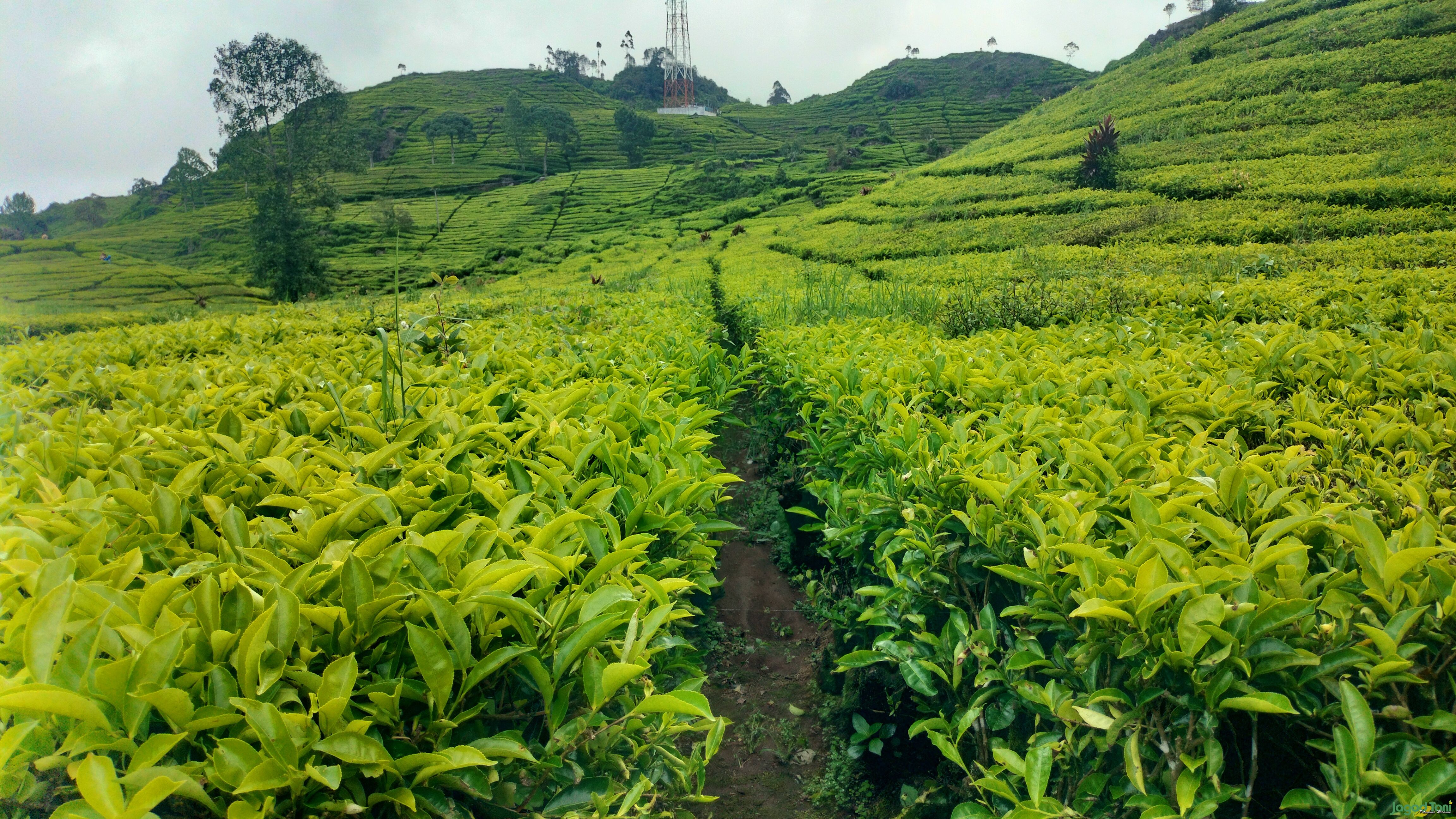 Tea walk jadi kegiatan selama berada di Perkebunan teh Rancabali 