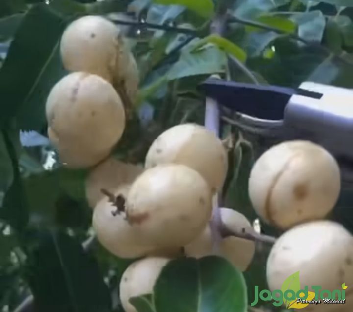 Hasil bonsai buah kelengkeng jenis mata lada 