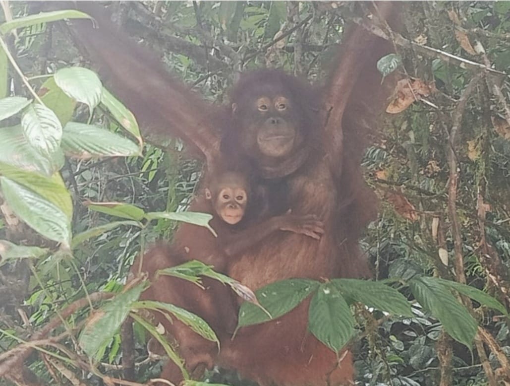 Konservasi Orangutan Kalimantan 