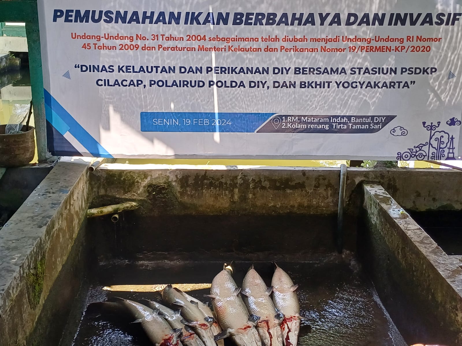 Pemusnahan ikan Invasif di Yogyakarta 