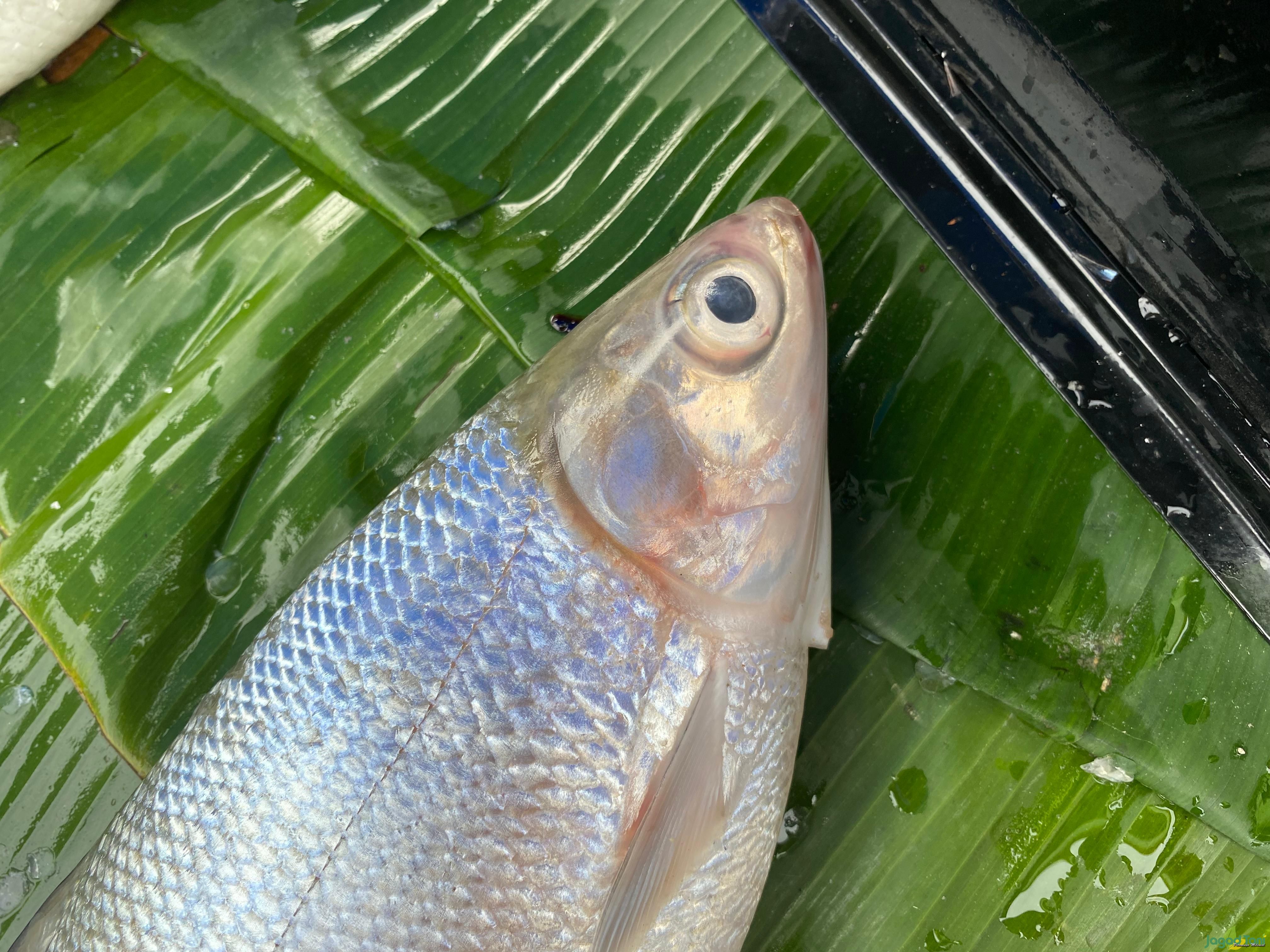 Ikan Bandeng di pasar Rawa Belong 